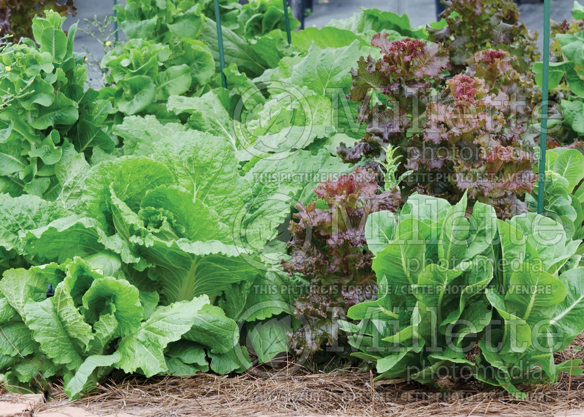 Lactuca sativa (Mixed Lettuce mesclun vegetable laitue) 3