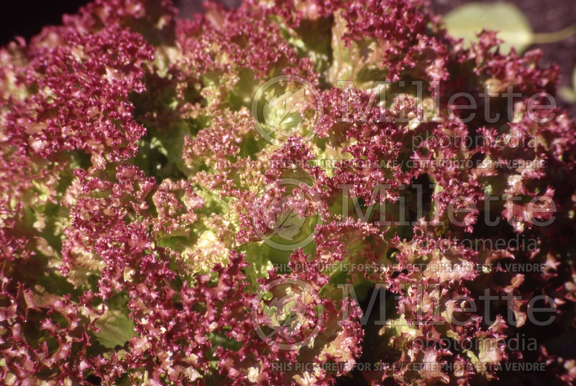 Lactuca Lollo Rossa (lettuce vegetable - laitue) 3