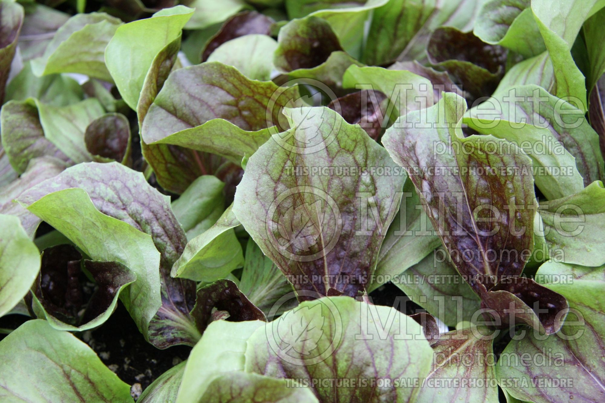 Lactuca Lollo Rossa (lettuce vegetable - laitue) 2
