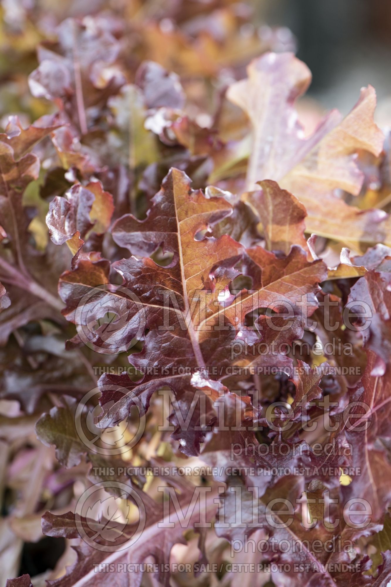 Lactuca Mascara (Lettuce vegetable - laitue) 3