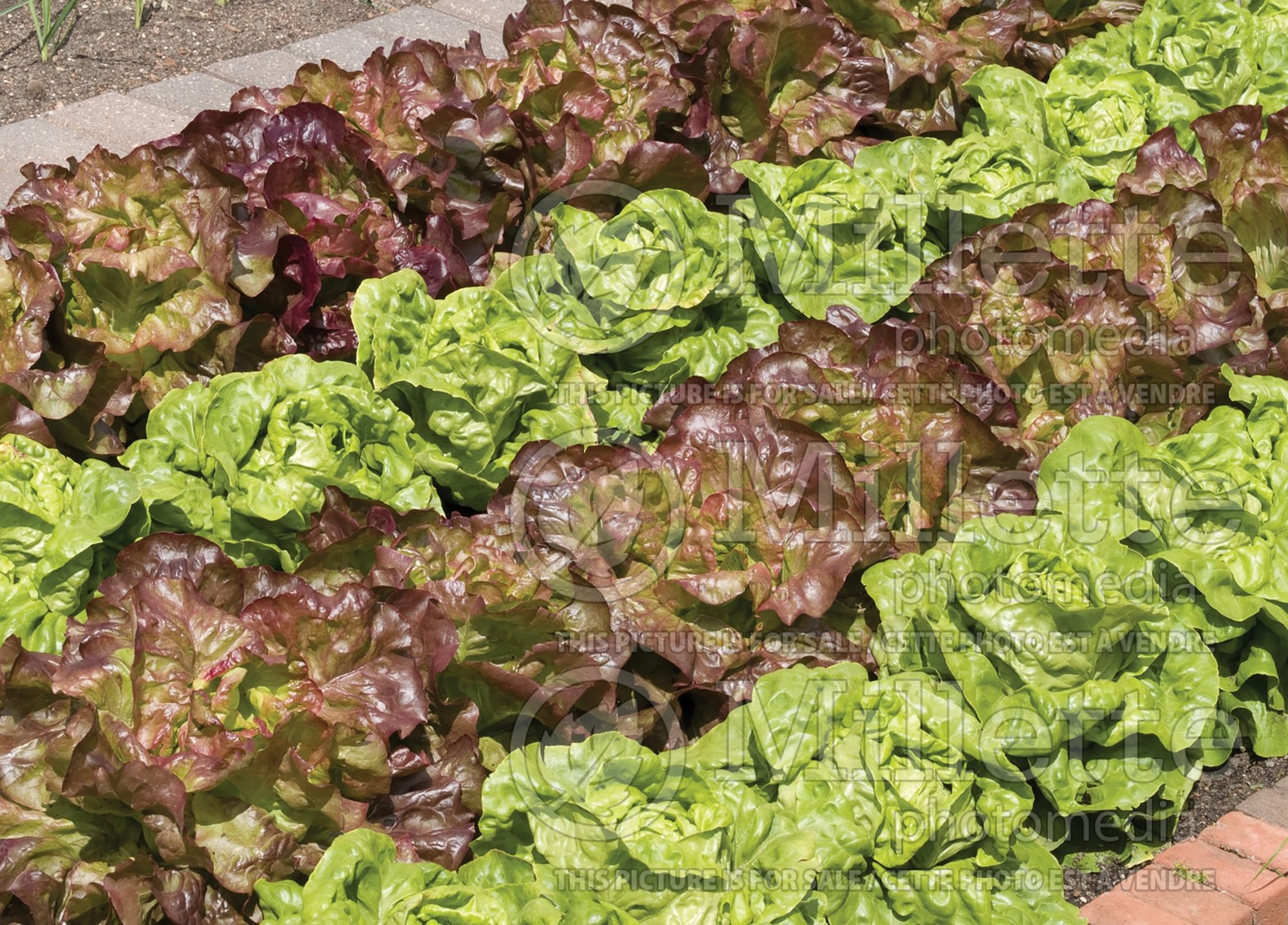 Lactuca sativa (Mixed Lettuce mesclun vegetable laitue) 7