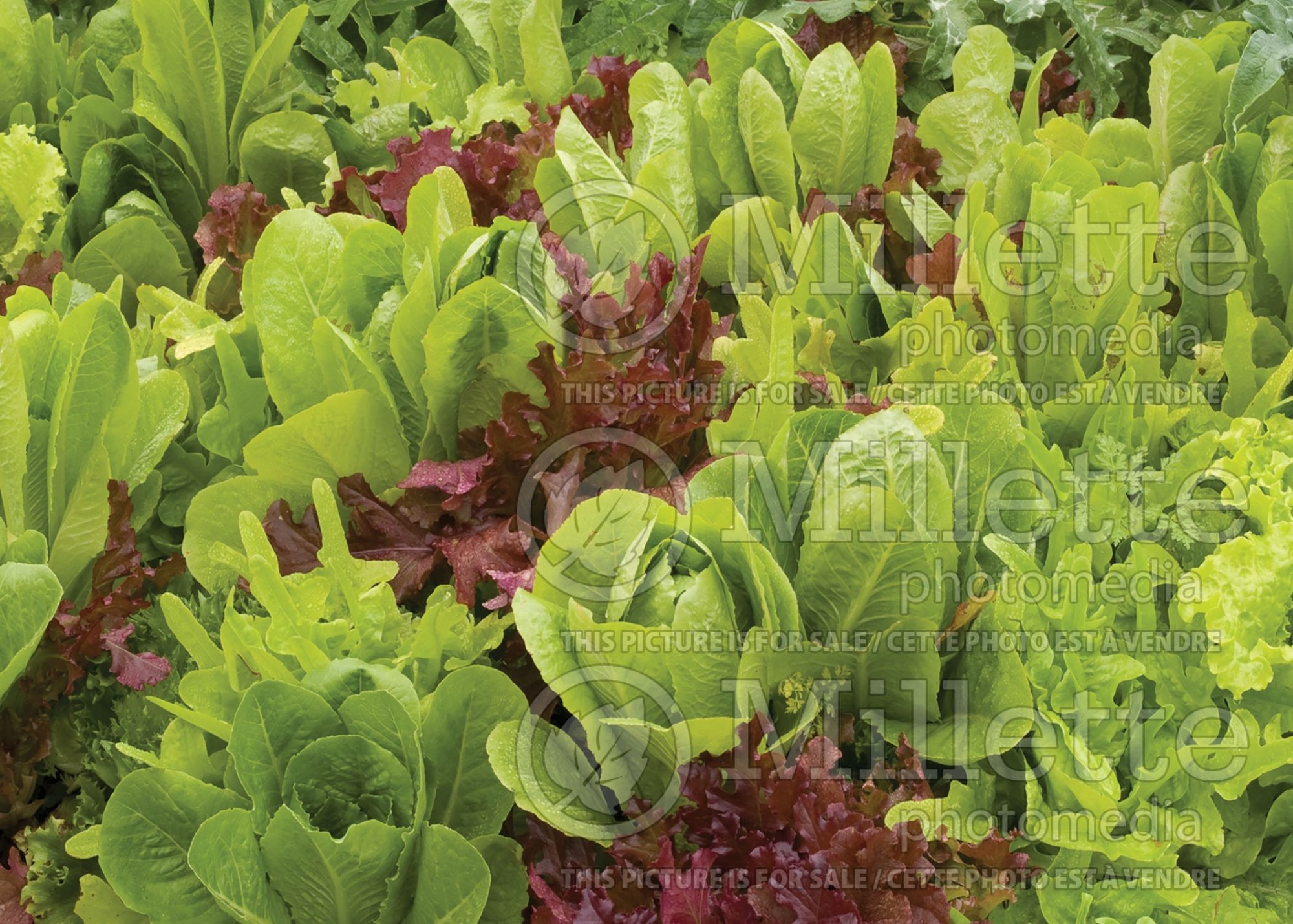 Lactuca sativa (Mix Lettuce vegetable) 11