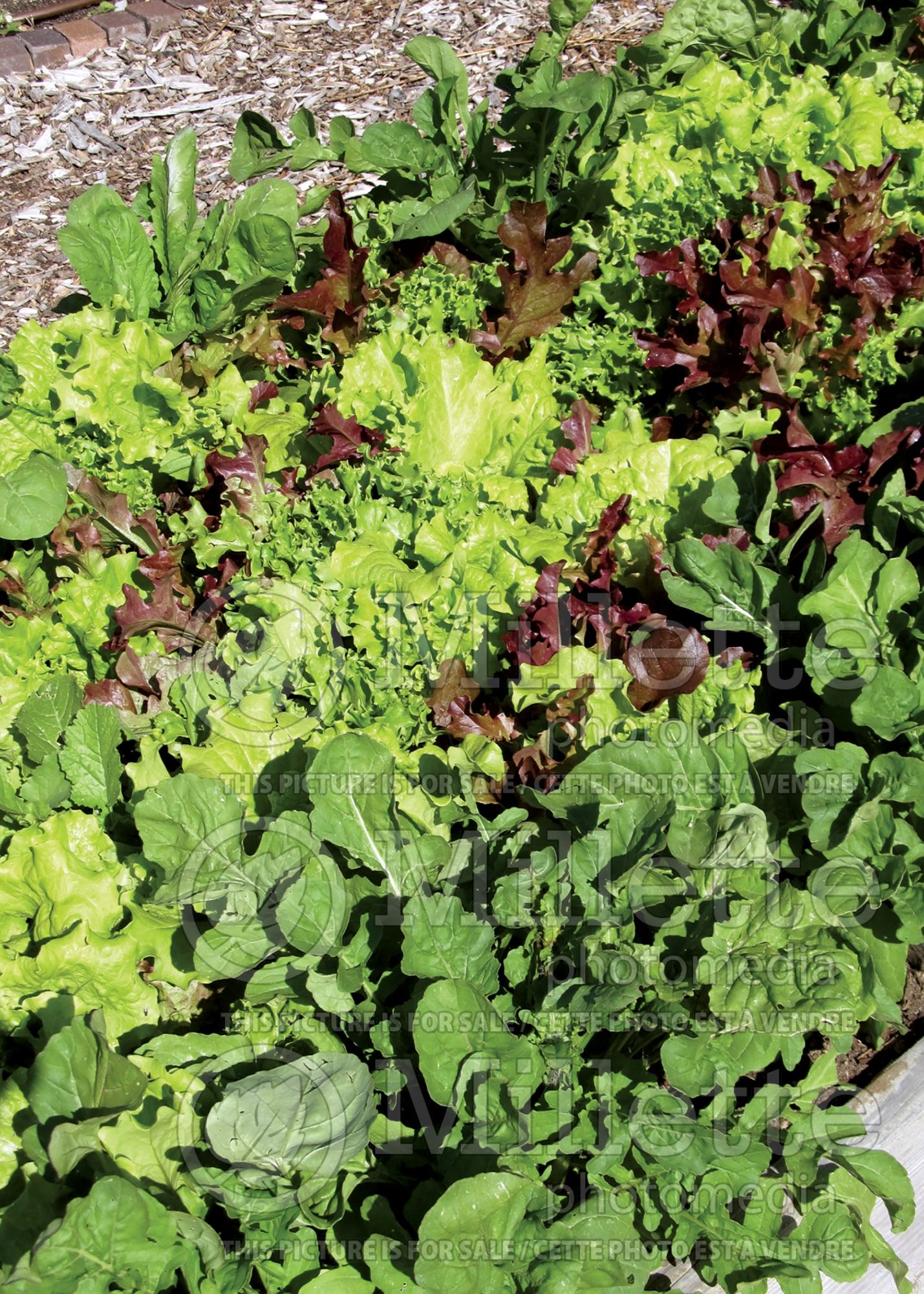 Lactuca sativa (Mix Lettuce vegetable) 10
