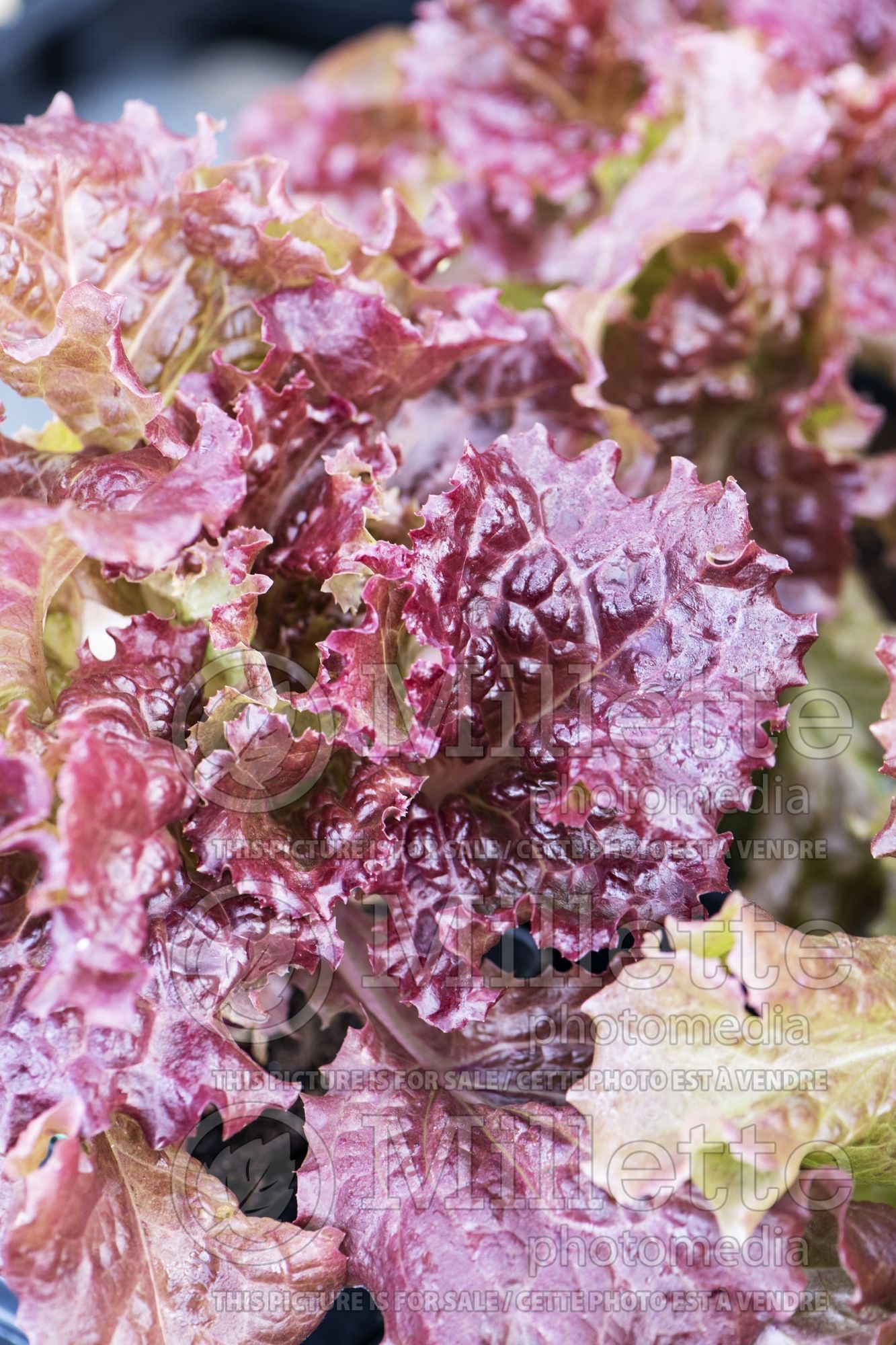 Lactuca New Red Fire (Lettuce vegetable - laitue) 1