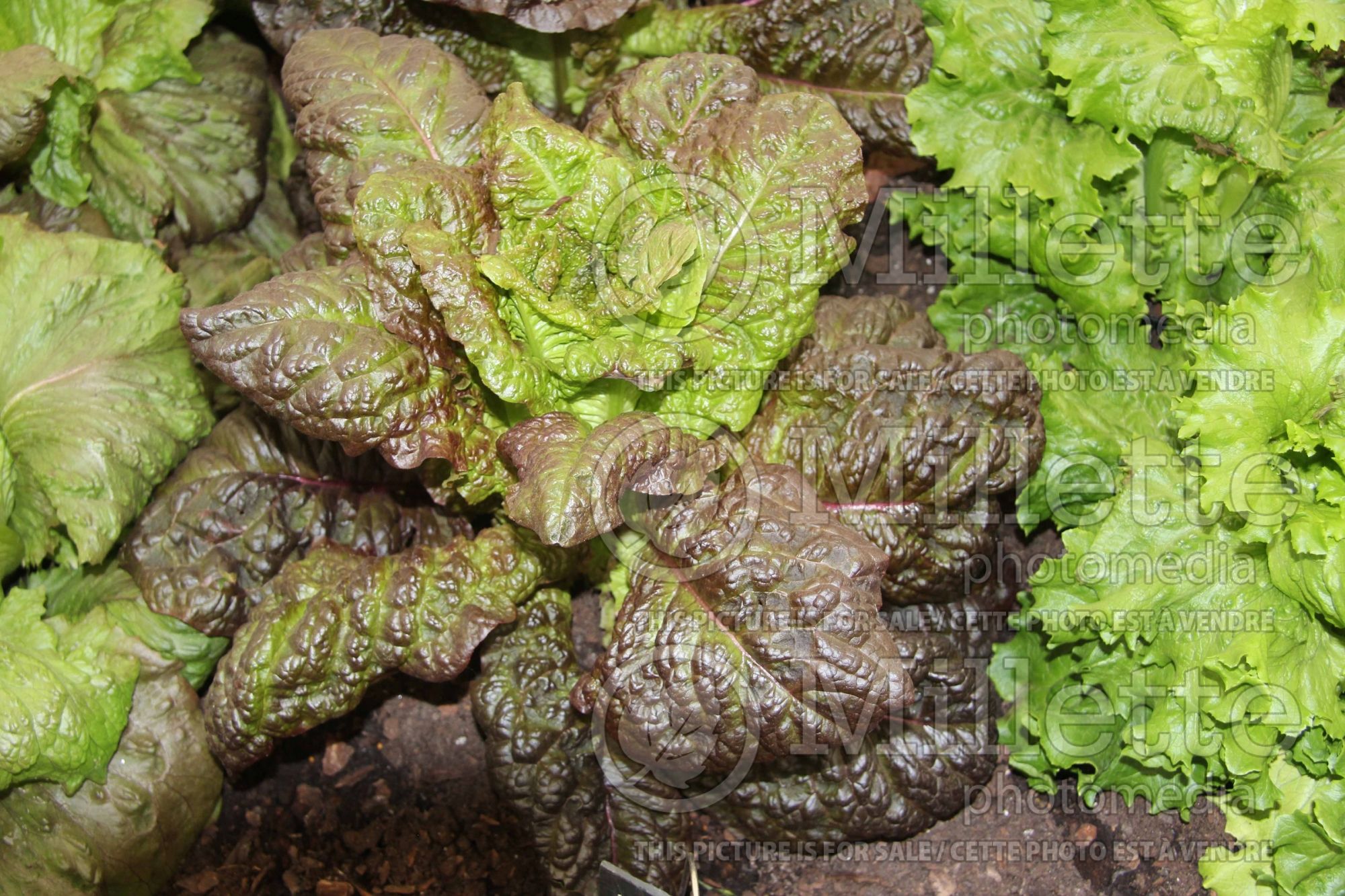 Lactuca Outredgeous (Red Lettuce vegetable) 1