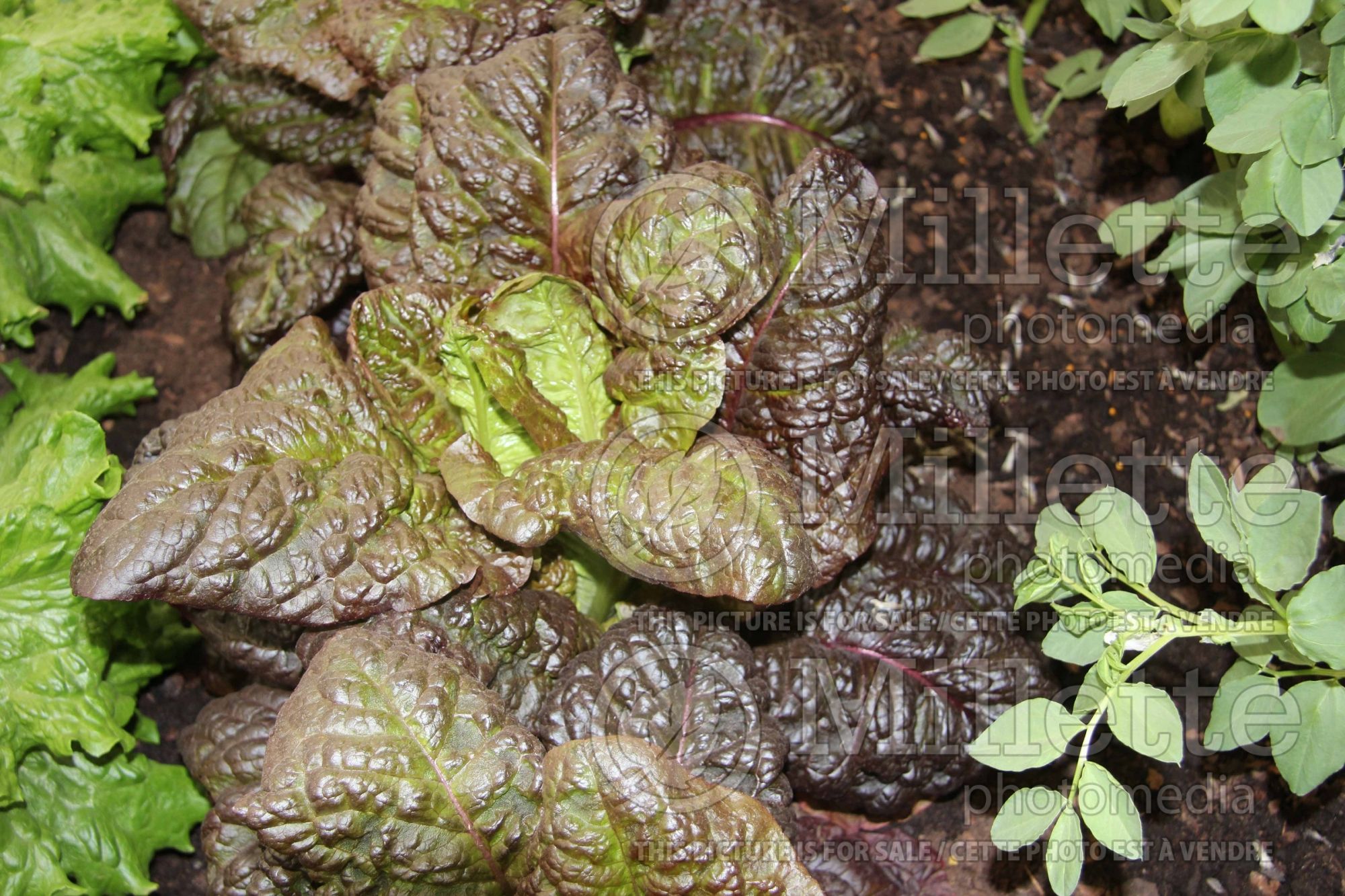 Lactuca Outredgeous (Lettuce vegetable) 2