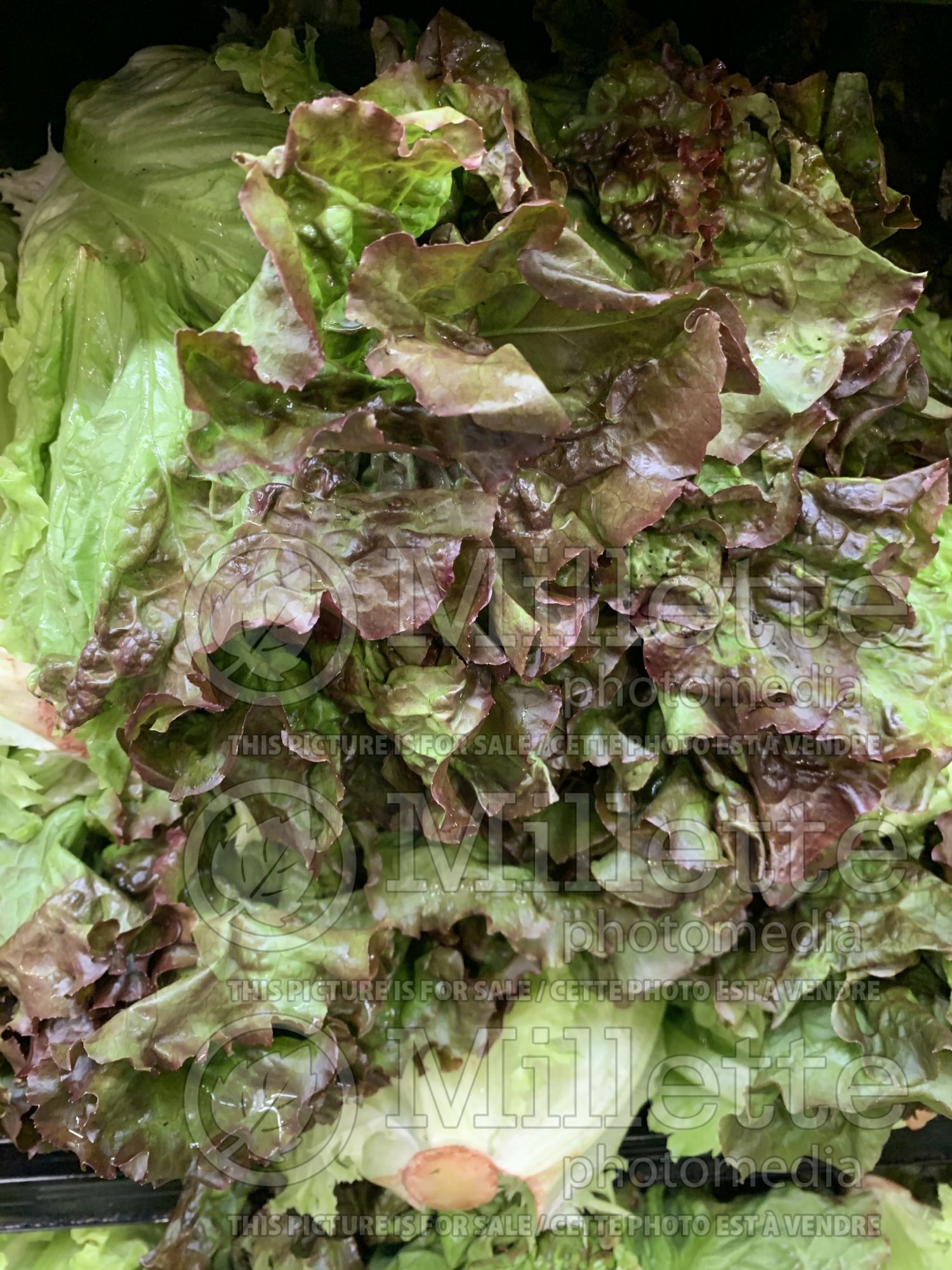 Lactuca sativa (red Lettuce vegetable - laitue) 16
