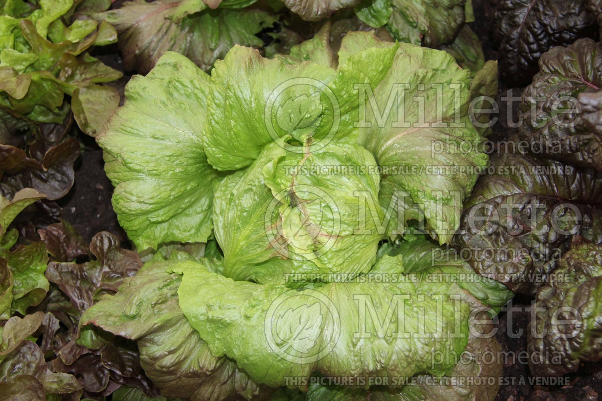 Lactuca Red Iceberg (Lettuce vegetable) 1