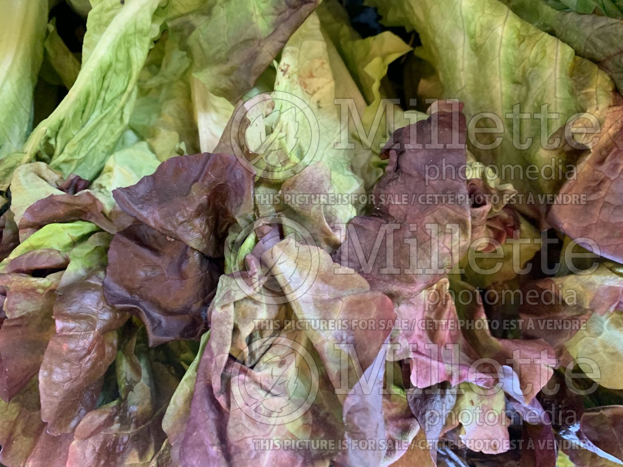 Lactuca sativa (red Lettuce vegetable - laitue) 17