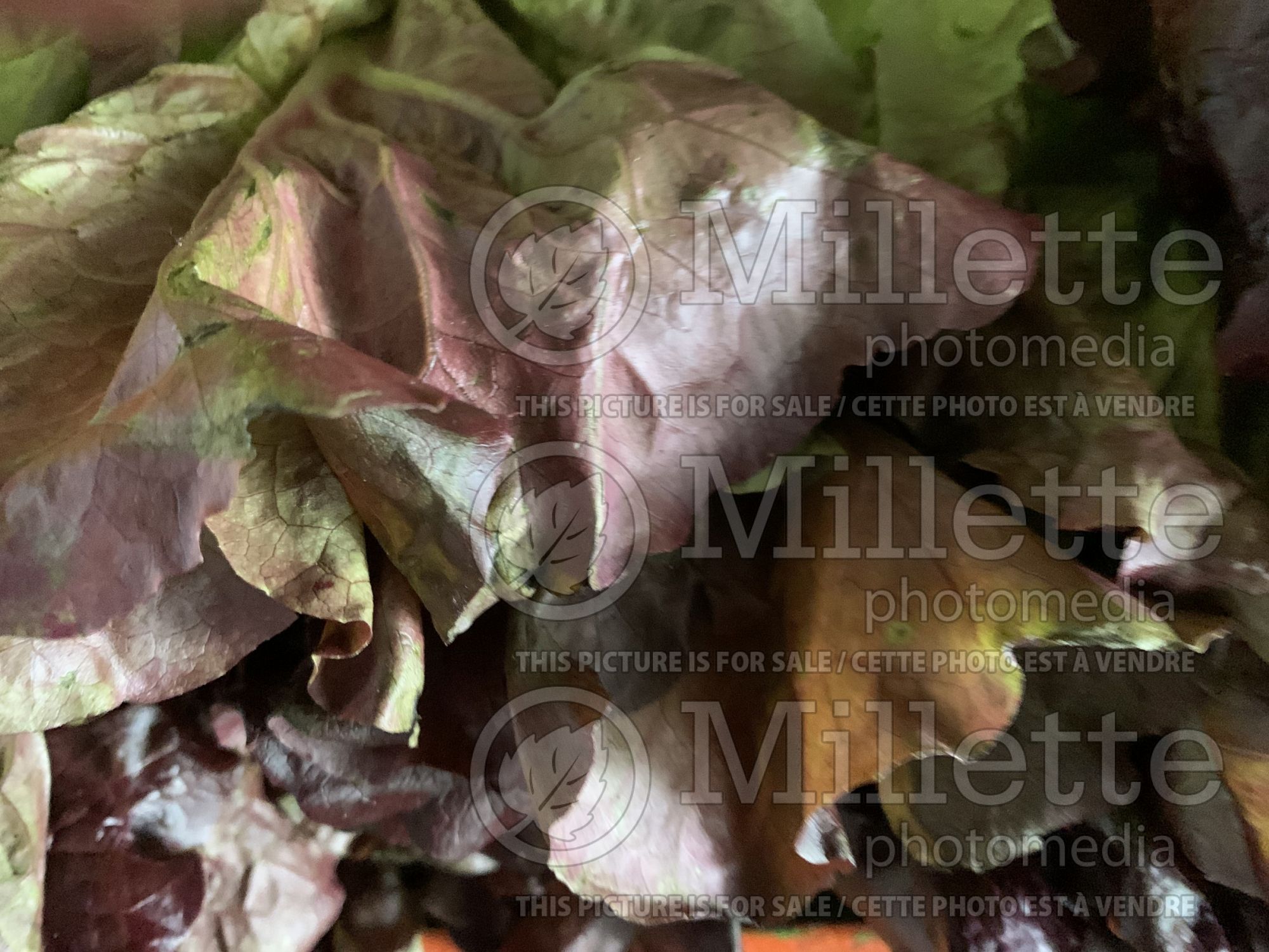 Lactuca sativa (red Lettuce vegetable) 8