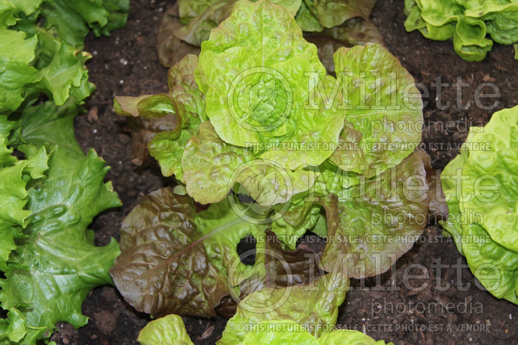 Lactuca Red Little Gem (Red Lettuce vegetable) 1
