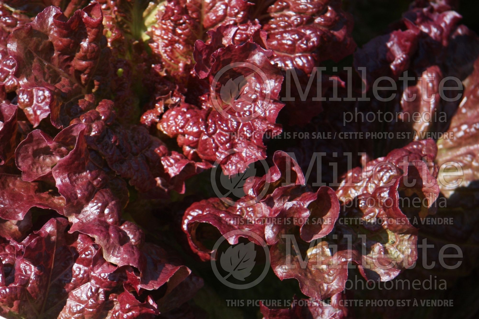 Lactuca Ruby Red (Lettuce vegetable - laitue) 1