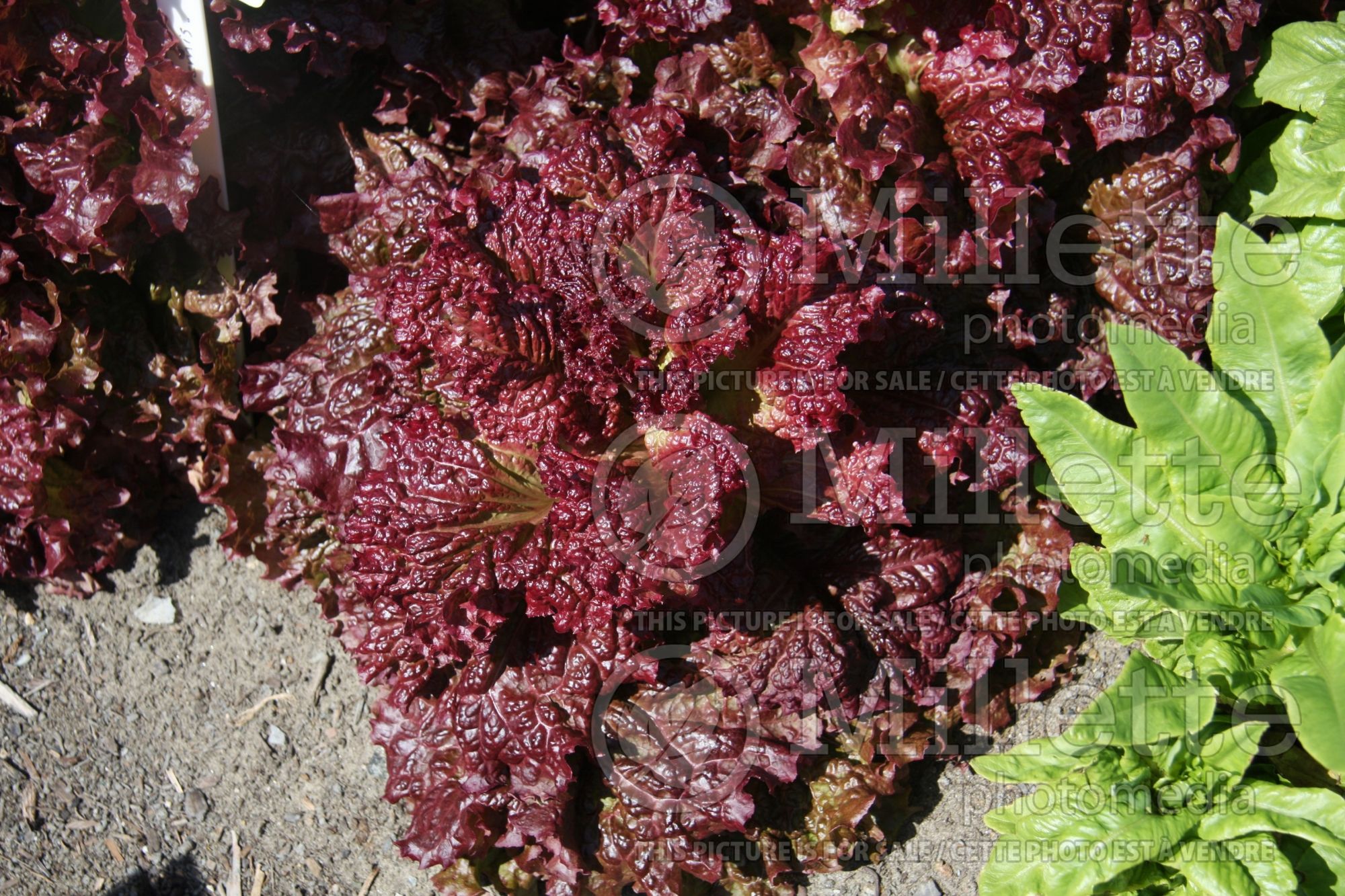Lactuca Ruby Red (Lettuce vegetable - laitue) 2