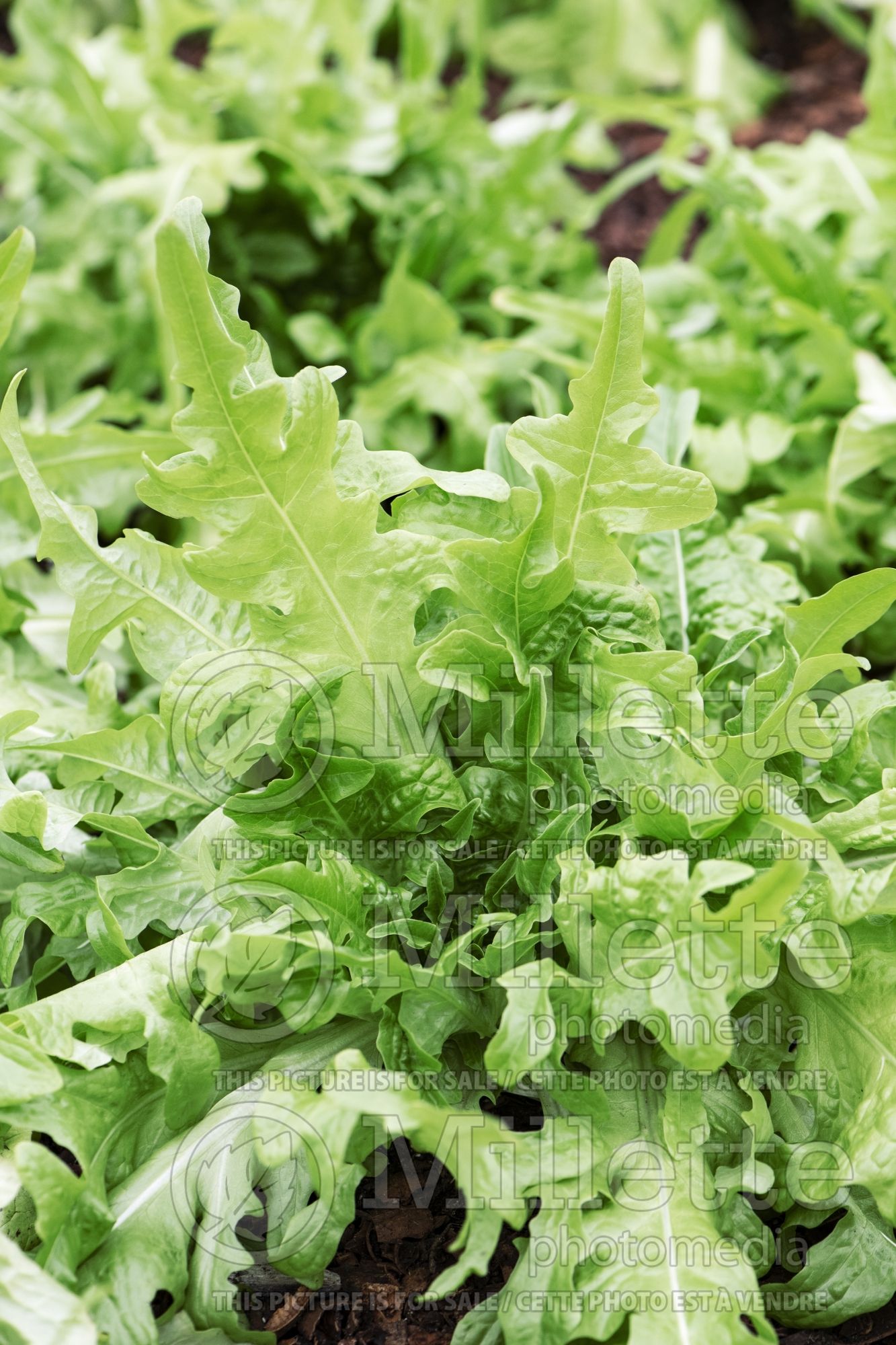 Lactuca Sandy (Lettuce vegetable - laitue) 1