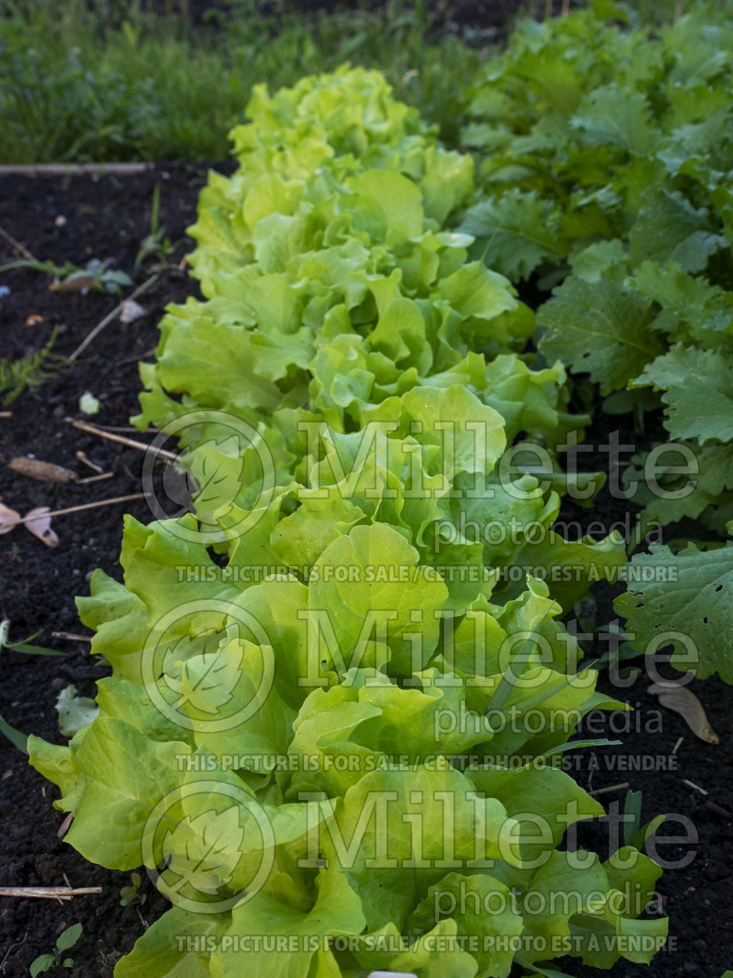 Lactuca Simpson Elite (Lettuce vegetable) 1