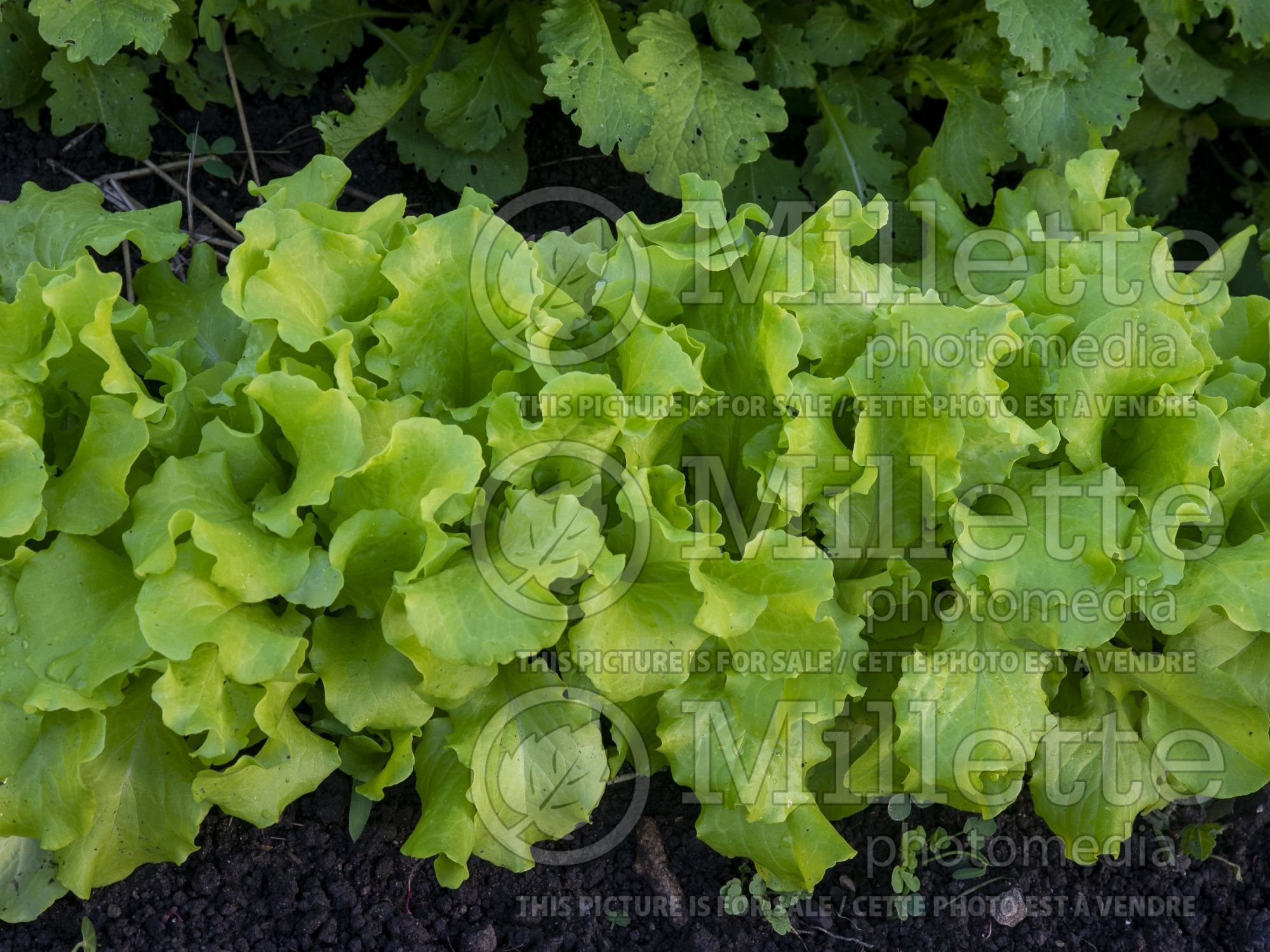 Lactuca Simpson Elite (Lettuce vegetable) 2