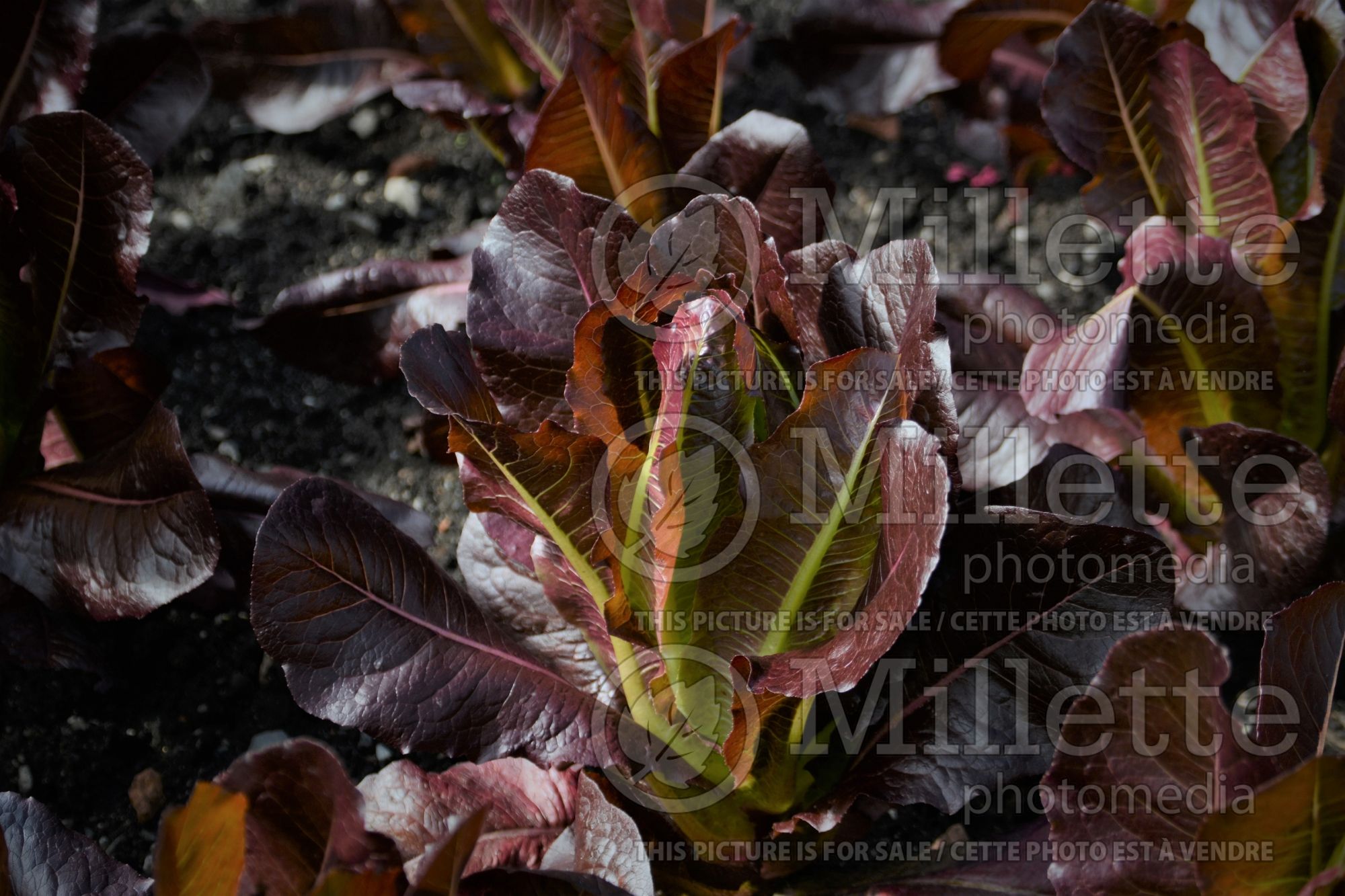 Lactuca Thurinus (Lettuce vegetable) 1