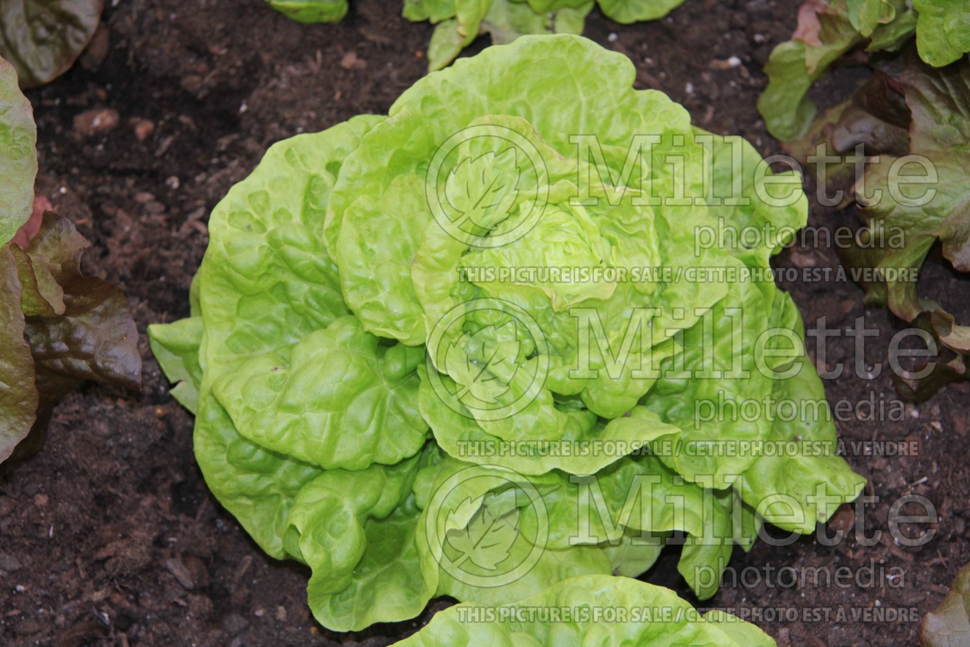 Lactuca Tom Thumbs (Lettuce vegetable) 1
