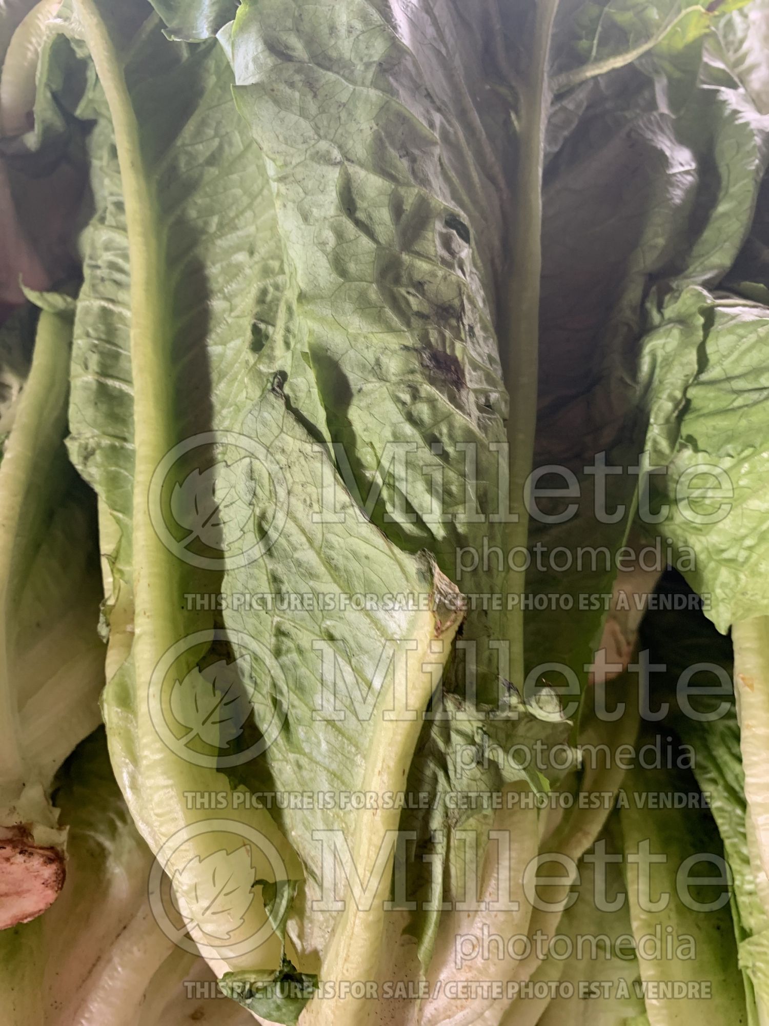Lactuca sativa var. longifolia (Romaine Lettuce vegetable - laitue) 5