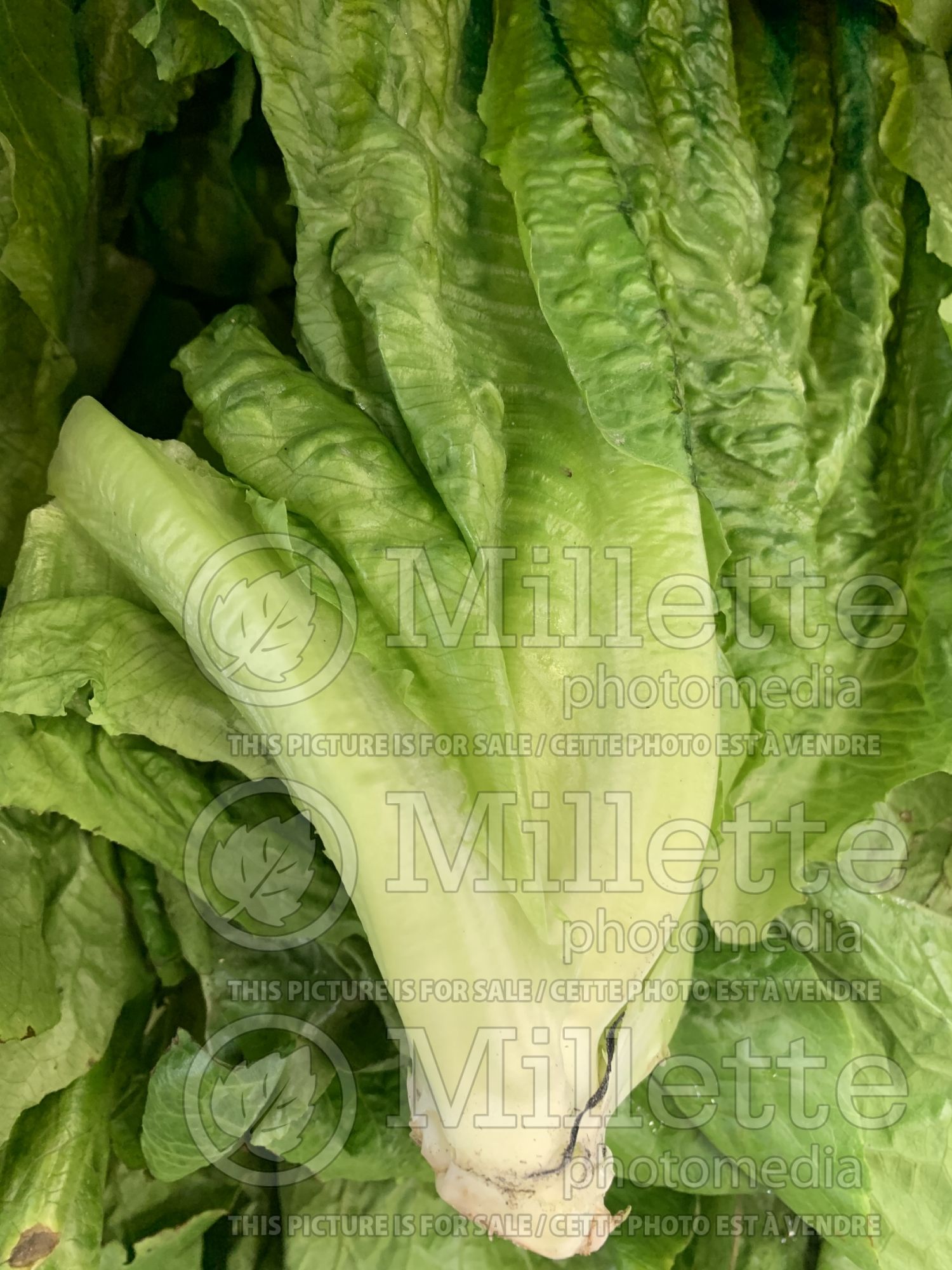 Lactuca sativa var. longifolia (Romaine Lettuce vegetable - laitue) 6