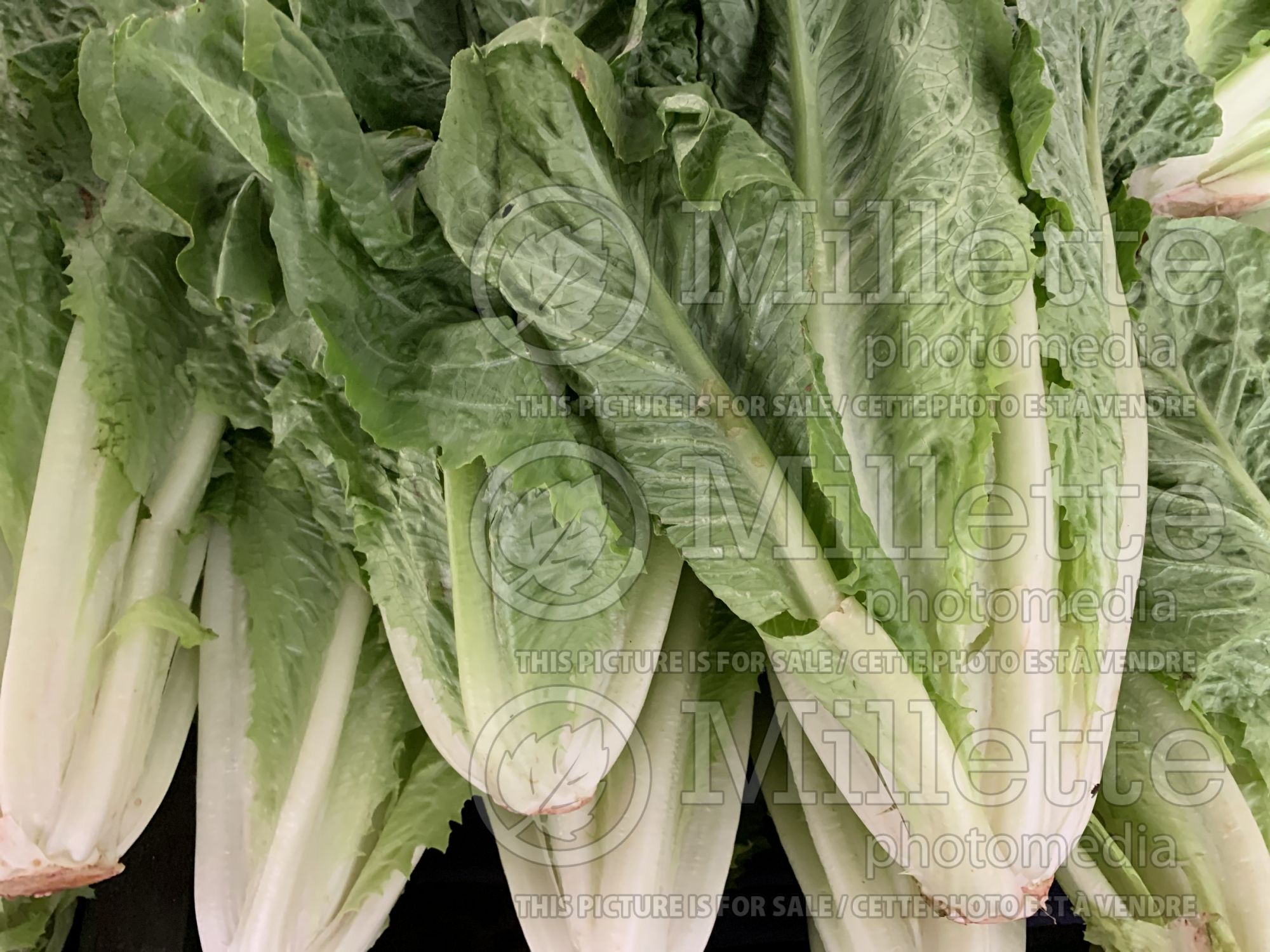 Lactuca sativa var. longifolia (Romaine Lettuce vegetable) 2
