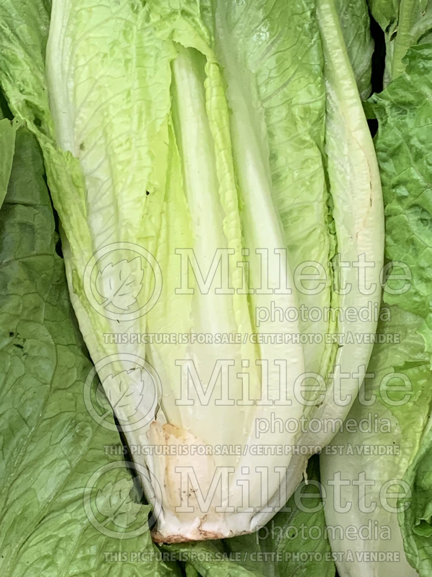 Lactuca sativa var. longifolia (Romaine Lettuce vegetable) 7