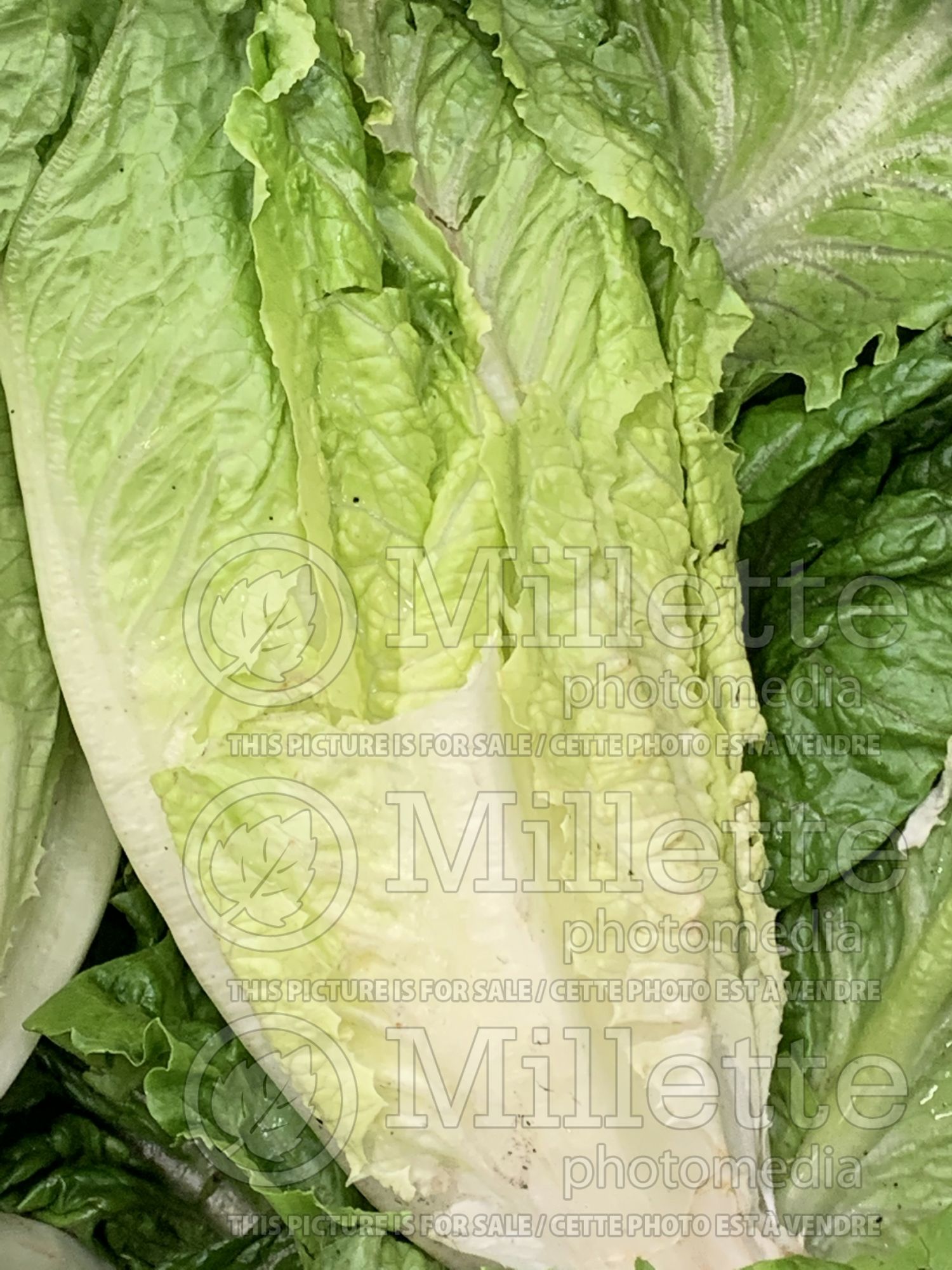 Lactuca sativa var. longifolia (Romaine Lettuce vegetable - laitue) 8