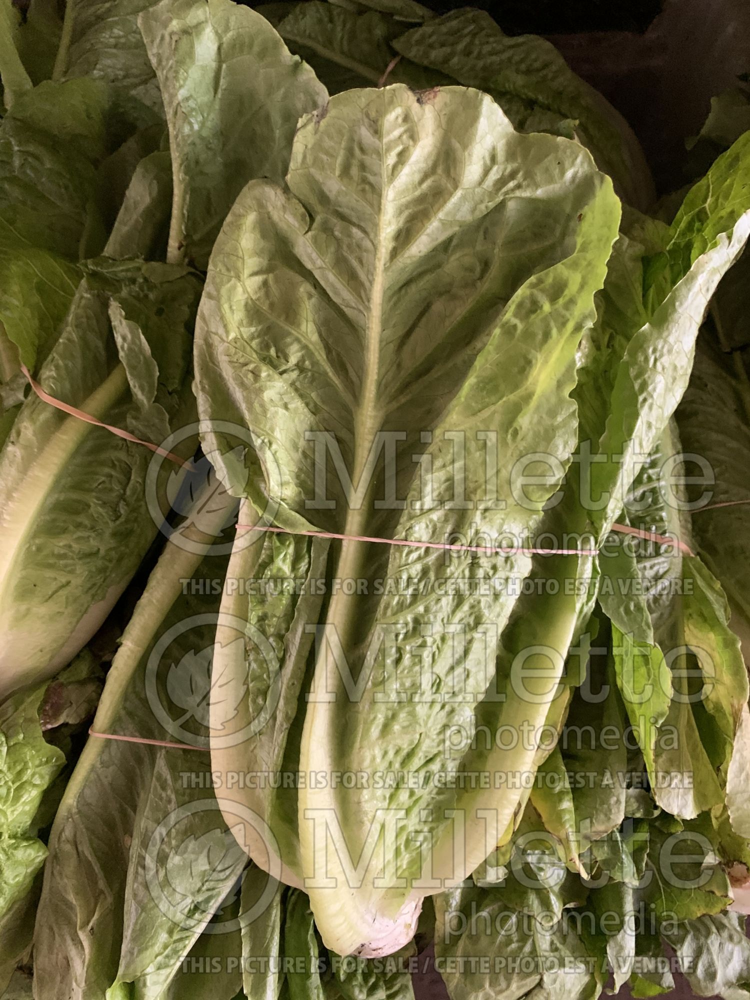 Lactuca sativa var. longifolia (Romaine Lettuce vegetable - laitue) 4