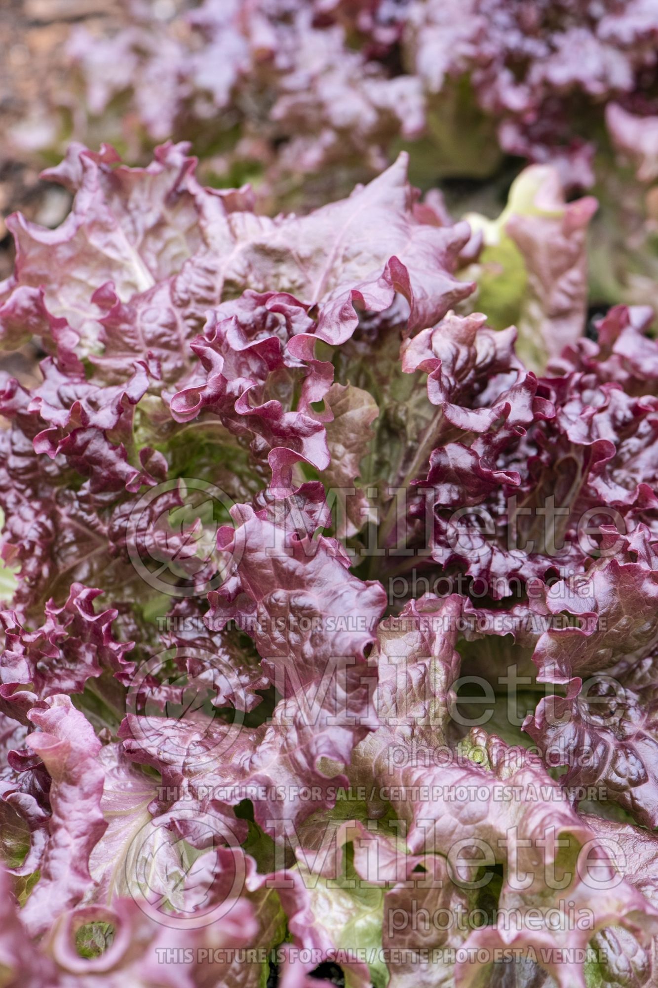 Lactuca Vulcan (Lettuce vegetable - laitue) 2