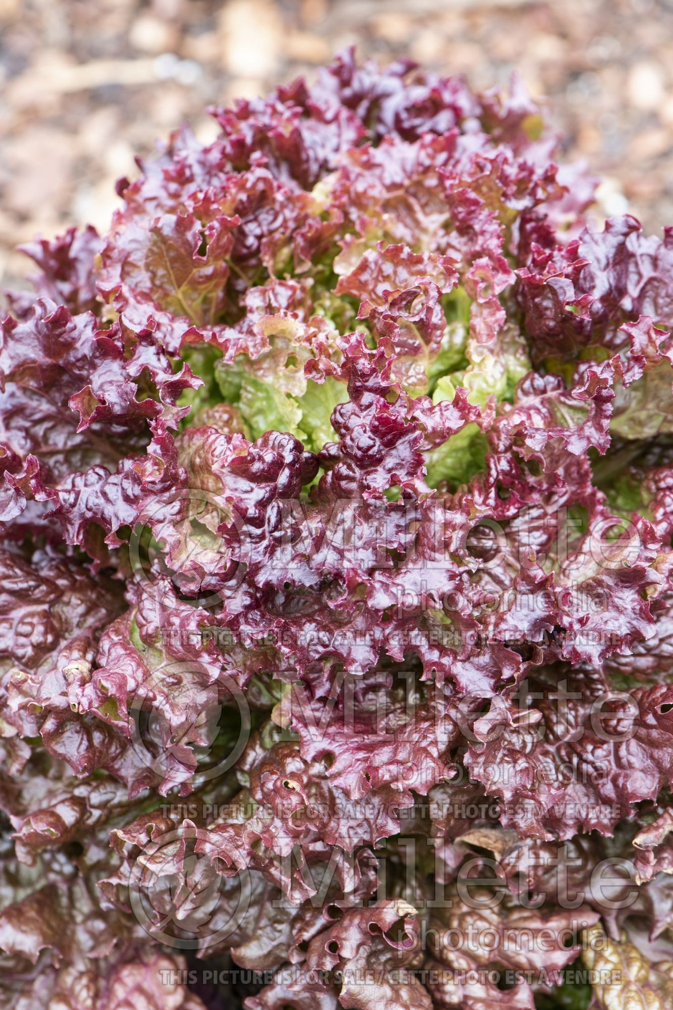 Lactuca Vulcan (Lettuce vegetable - laitue) 3