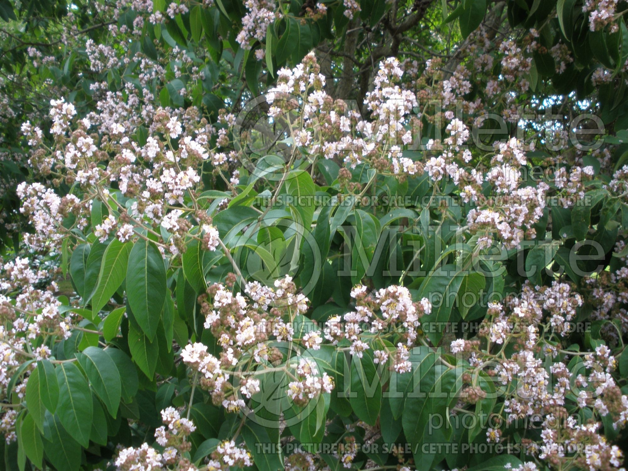 Lagerstroemia chekiangensis (Crepe Myrtle) 2