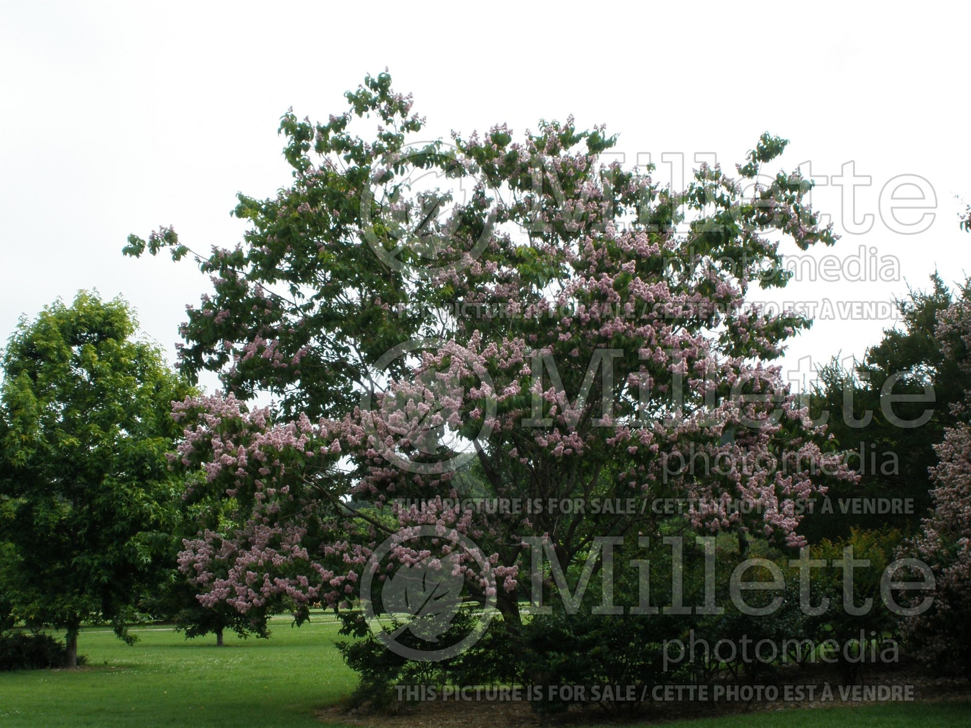 Lagerstroemia chekiangensis (Crepe Myrtle) 1