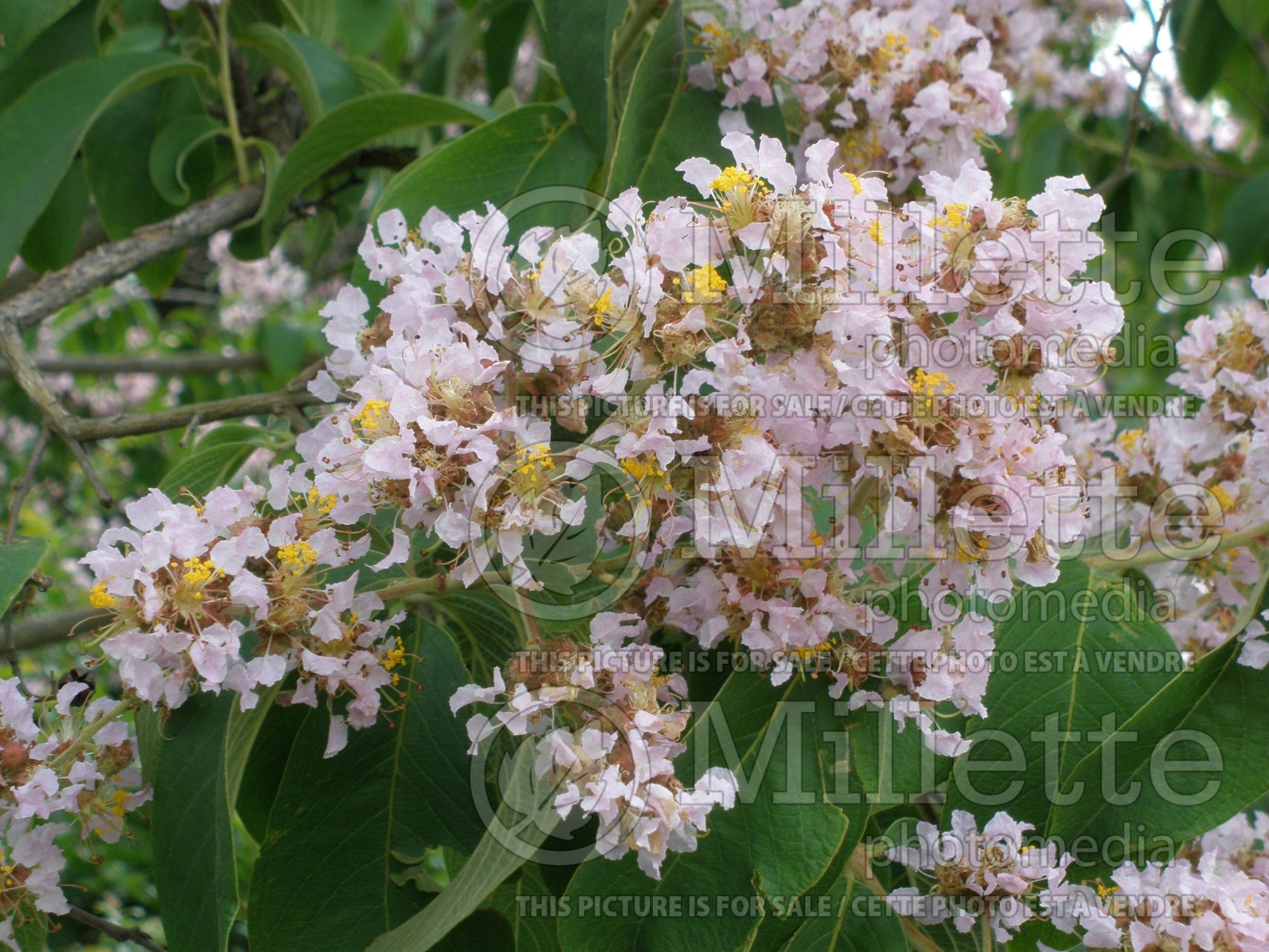 Lagerstroemia chekiangensis (Crepe Myrtle) 3