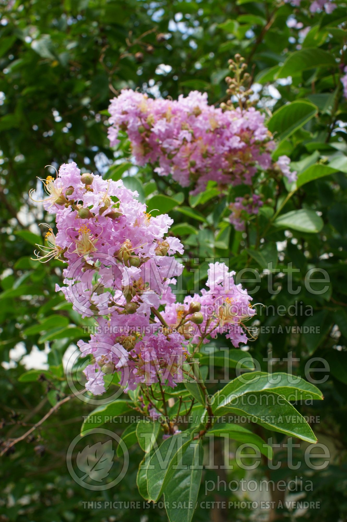 Lagerstroemia Muskogee (Crape Myrtle) 1