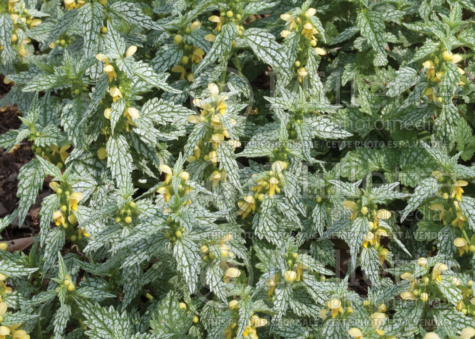 Lamiastrum Hermann's Pride (Dead Nettle) 1
