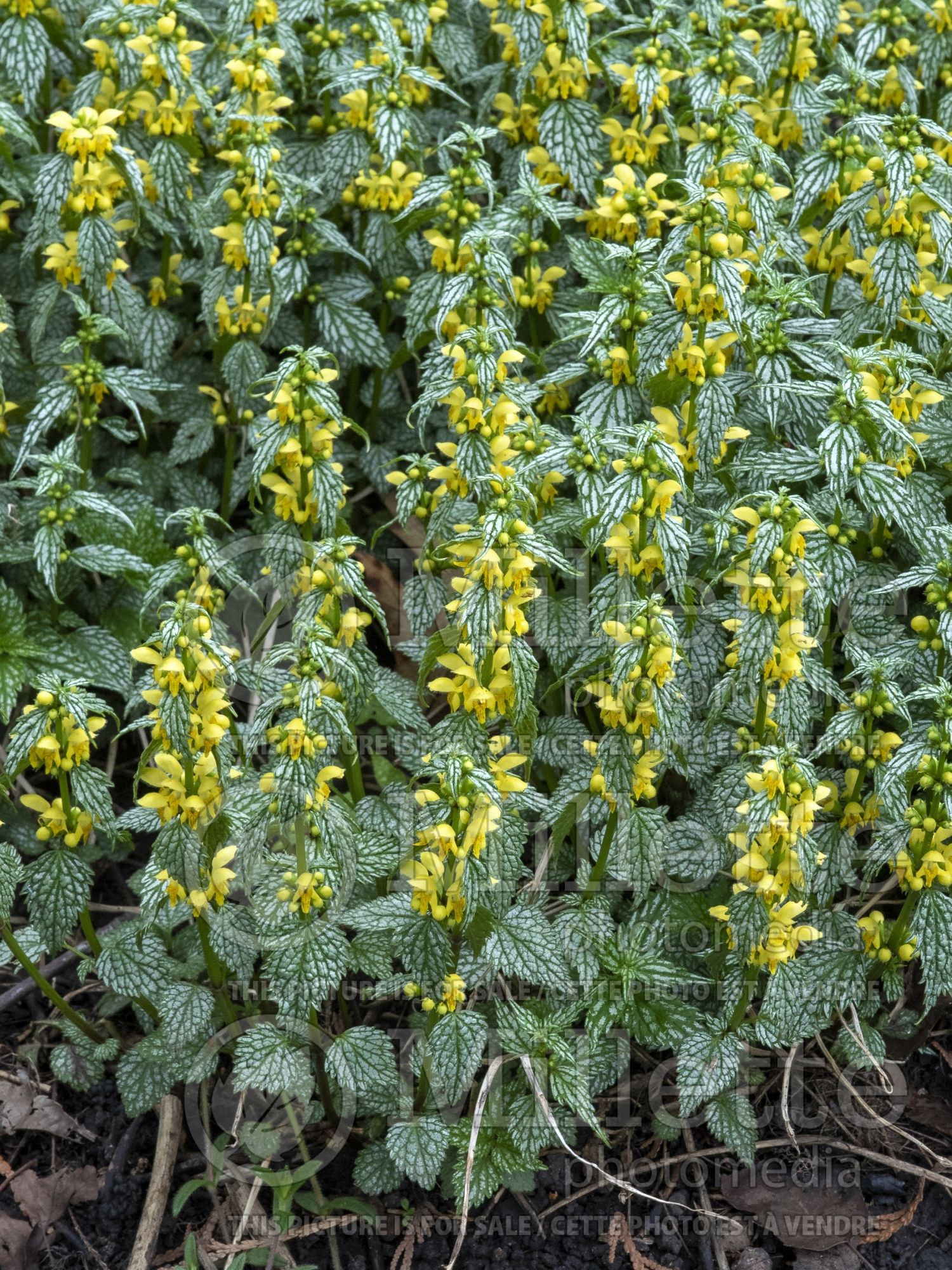 Lamium Herman's Pride (Creeping Lamium Spotted Dead Nettle) 2