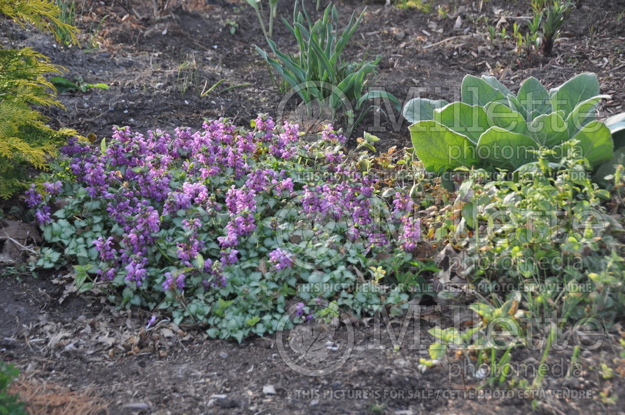Lamium Purple Dragon (Creeping Lamium Spotted Dead Nettle) 7