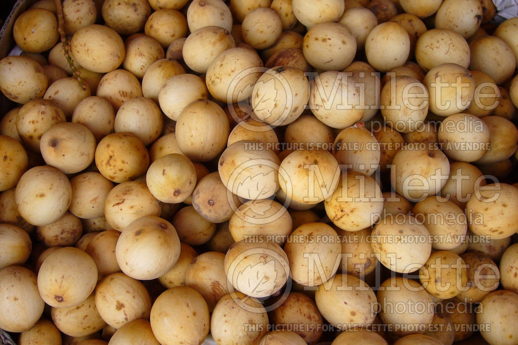 Lansium domesticum (langsat fruit) 1