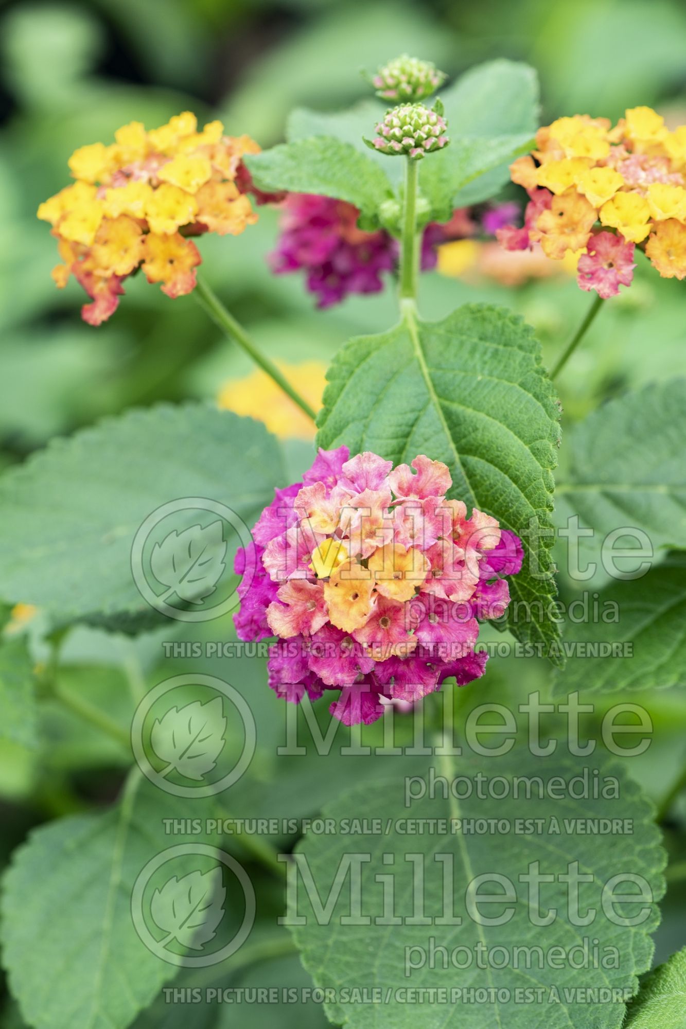Lantana Bandana Cherry Sunrise (Lantana) 1