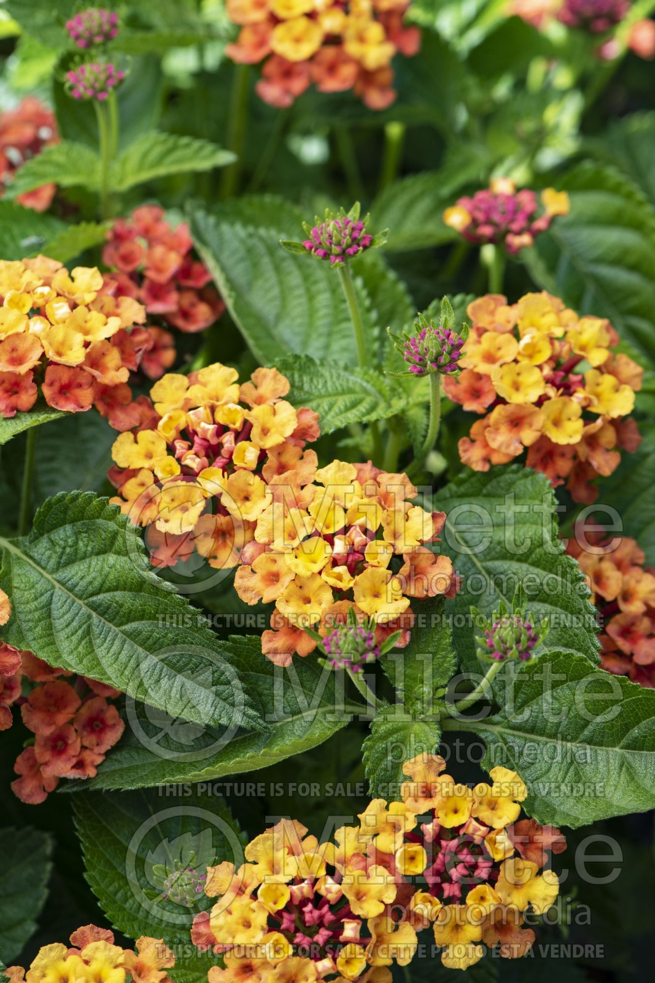 Lantana Bandolero Guava (Lantana) 1