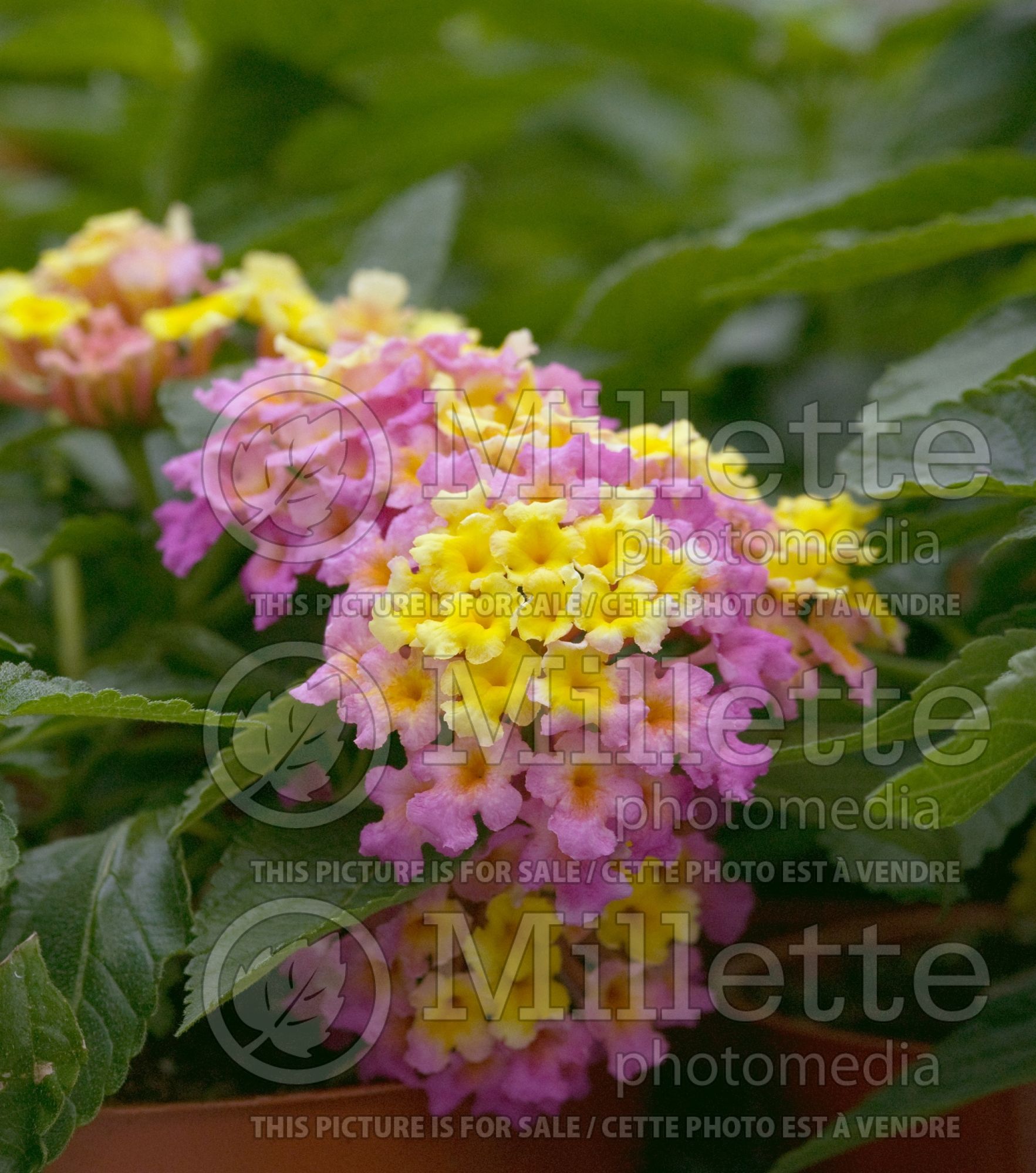 Lantana Athens Rose (Lantana) 2