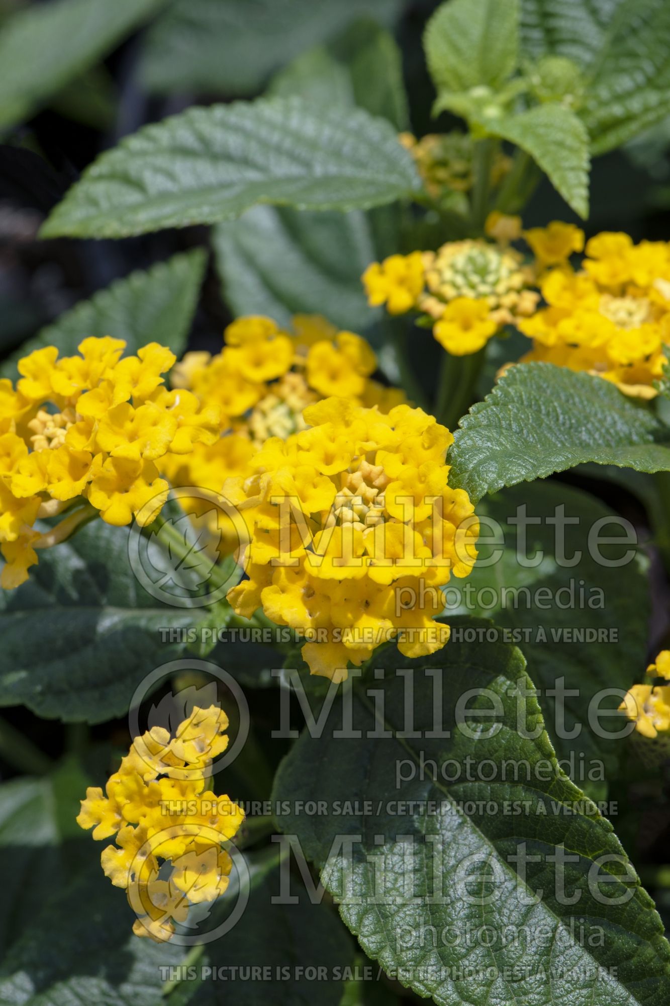 Lantana Little Lucky Pot of Gold (Lantana) 2