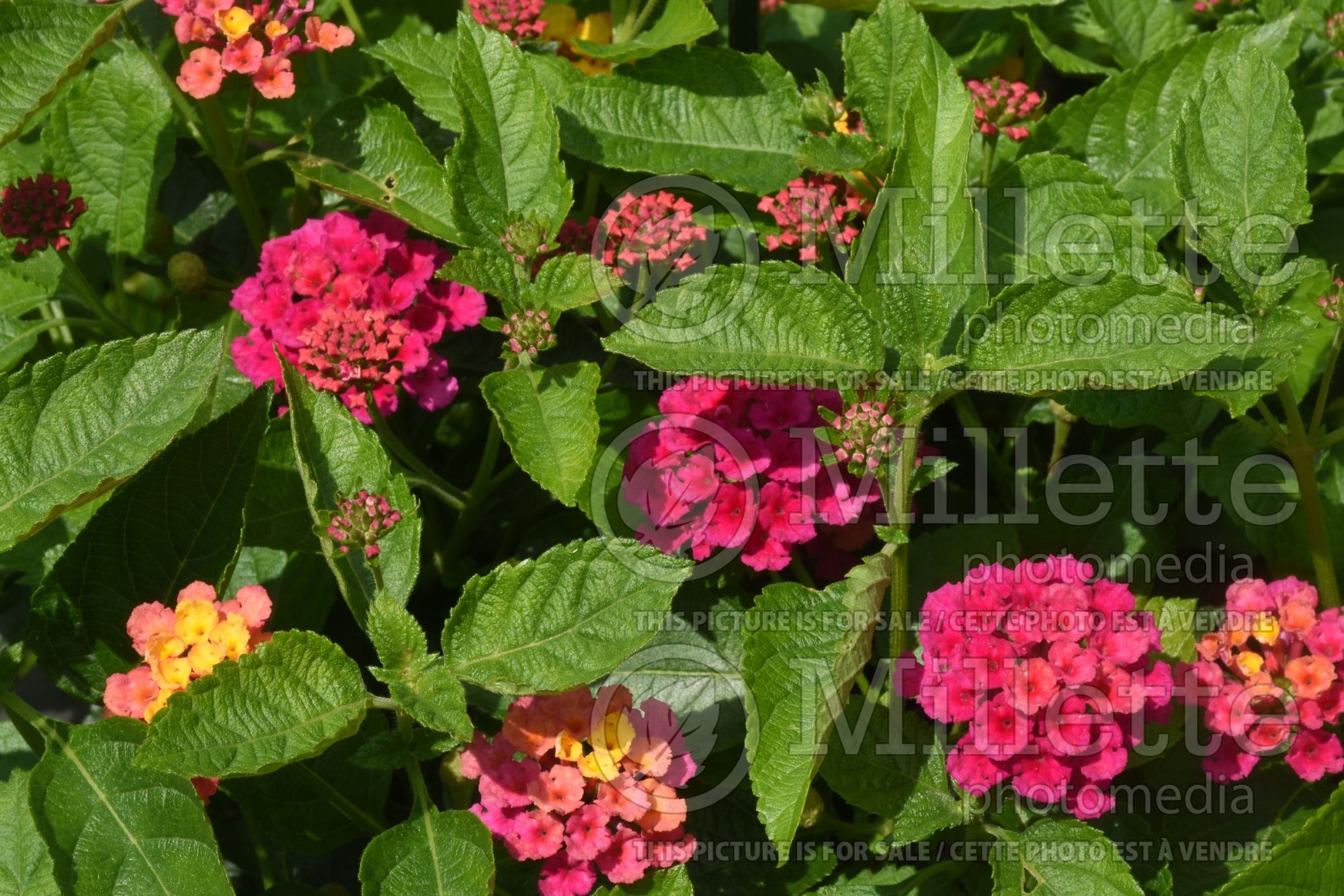 Lantana Luscious Royale Cosmo (Lantana) 1