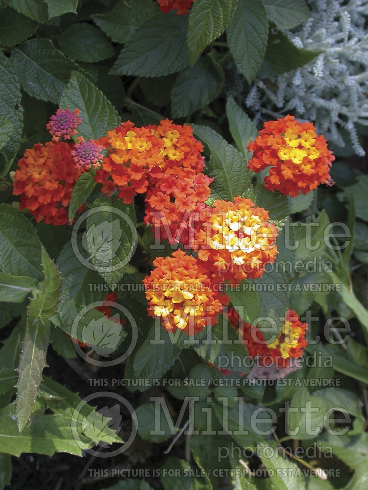 Lantana Moni Confetti (Lantana) 1