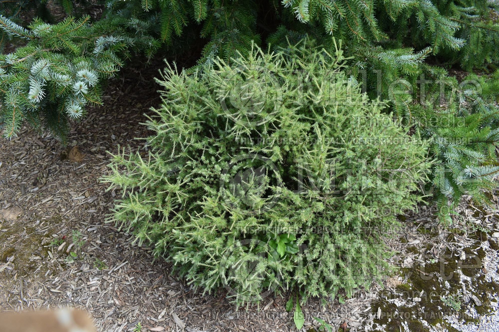 Larix Prag (Larch conifer) 1