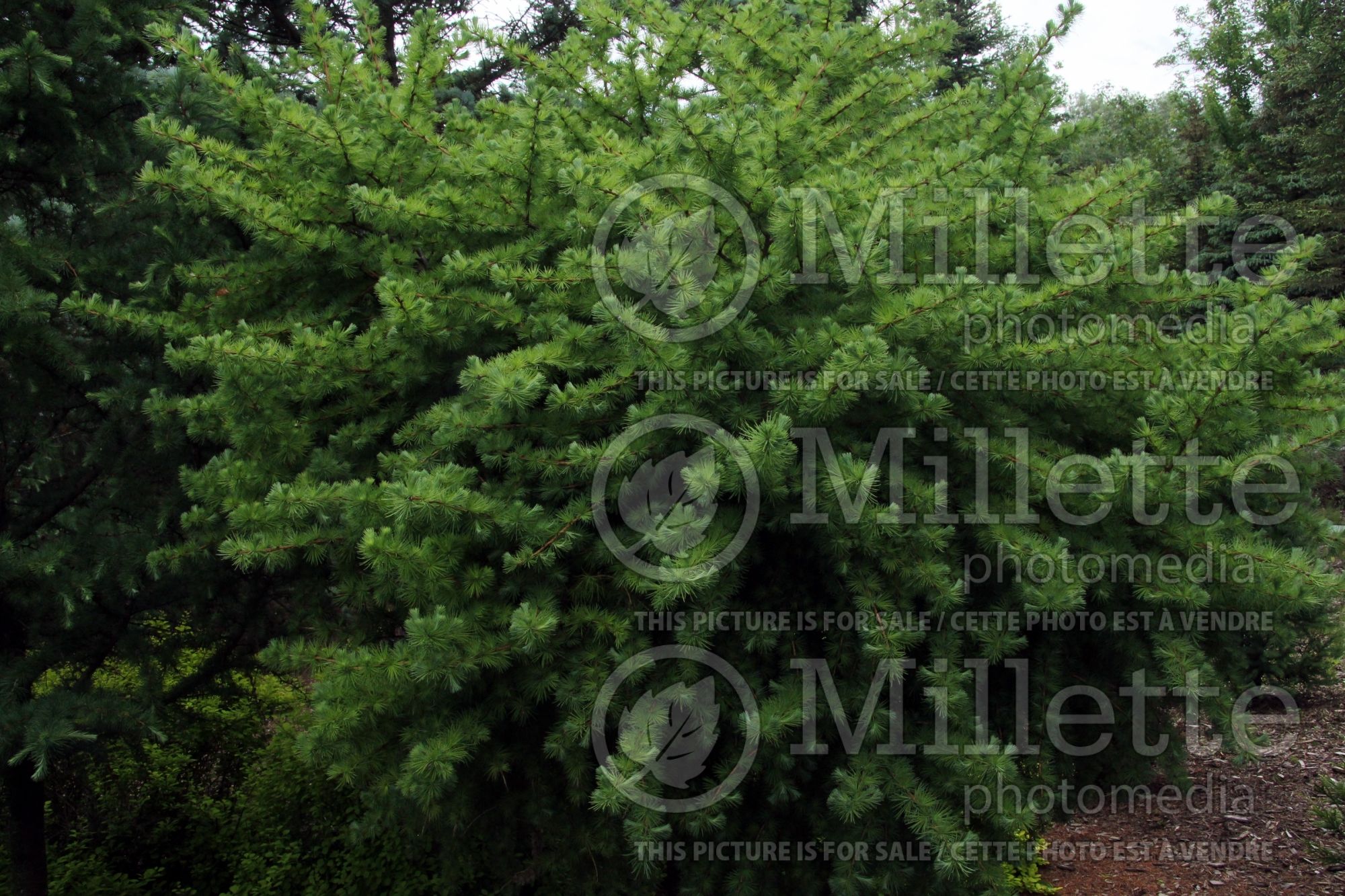 Larix Steuben (Larch conifer) 1