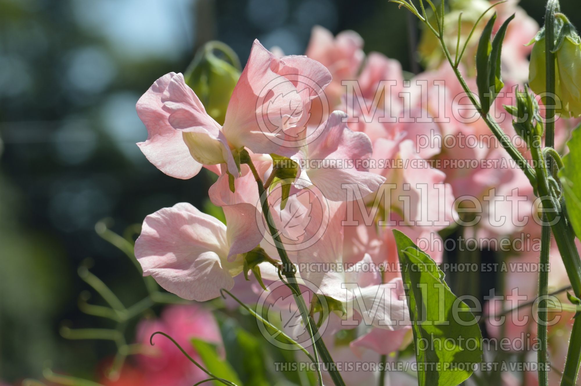 Lathyrus Bobby's Girl (Sweet Pea) 1