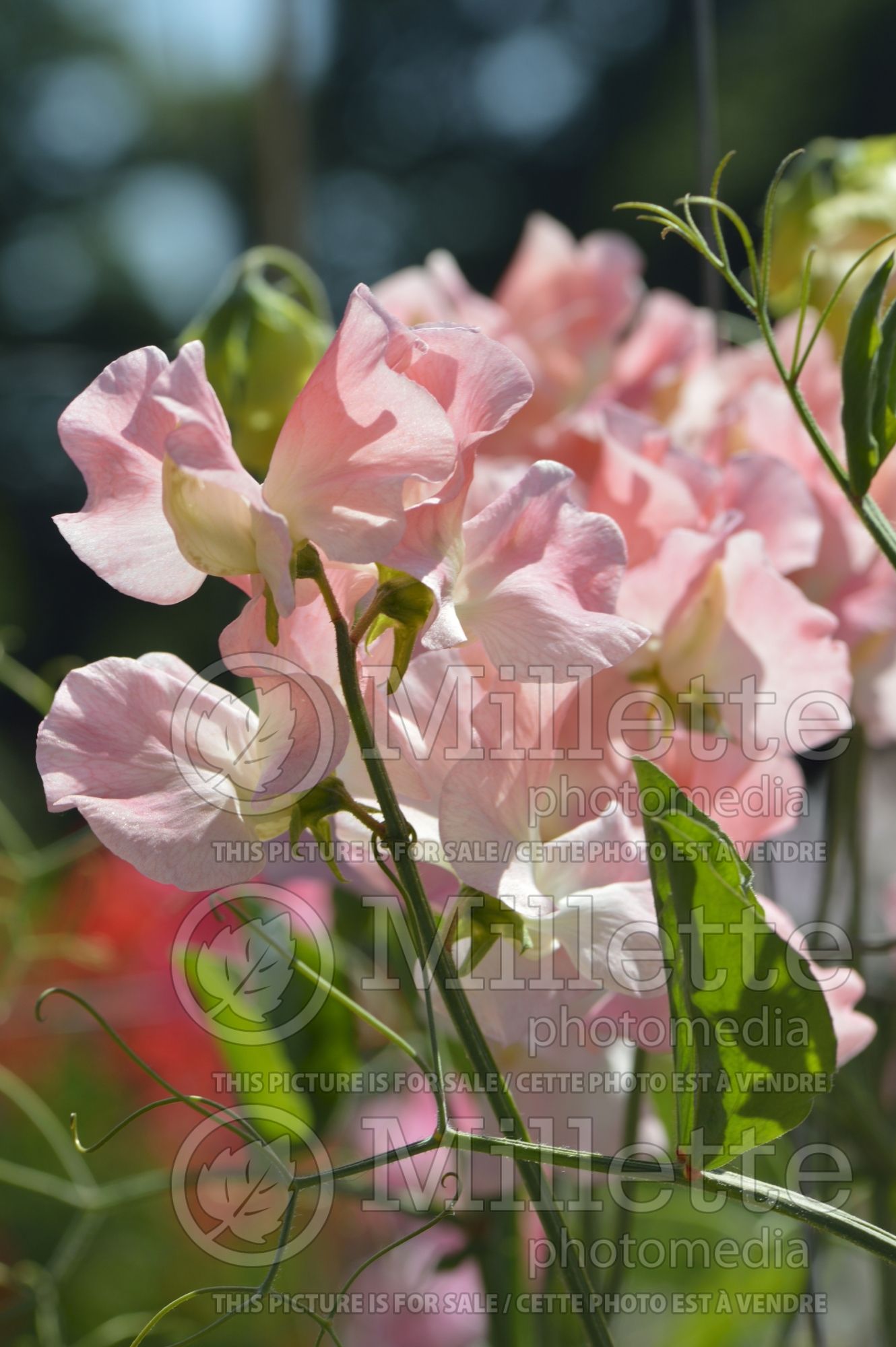 Lathyrus Bobby's Girl (Sweet Pea) 2