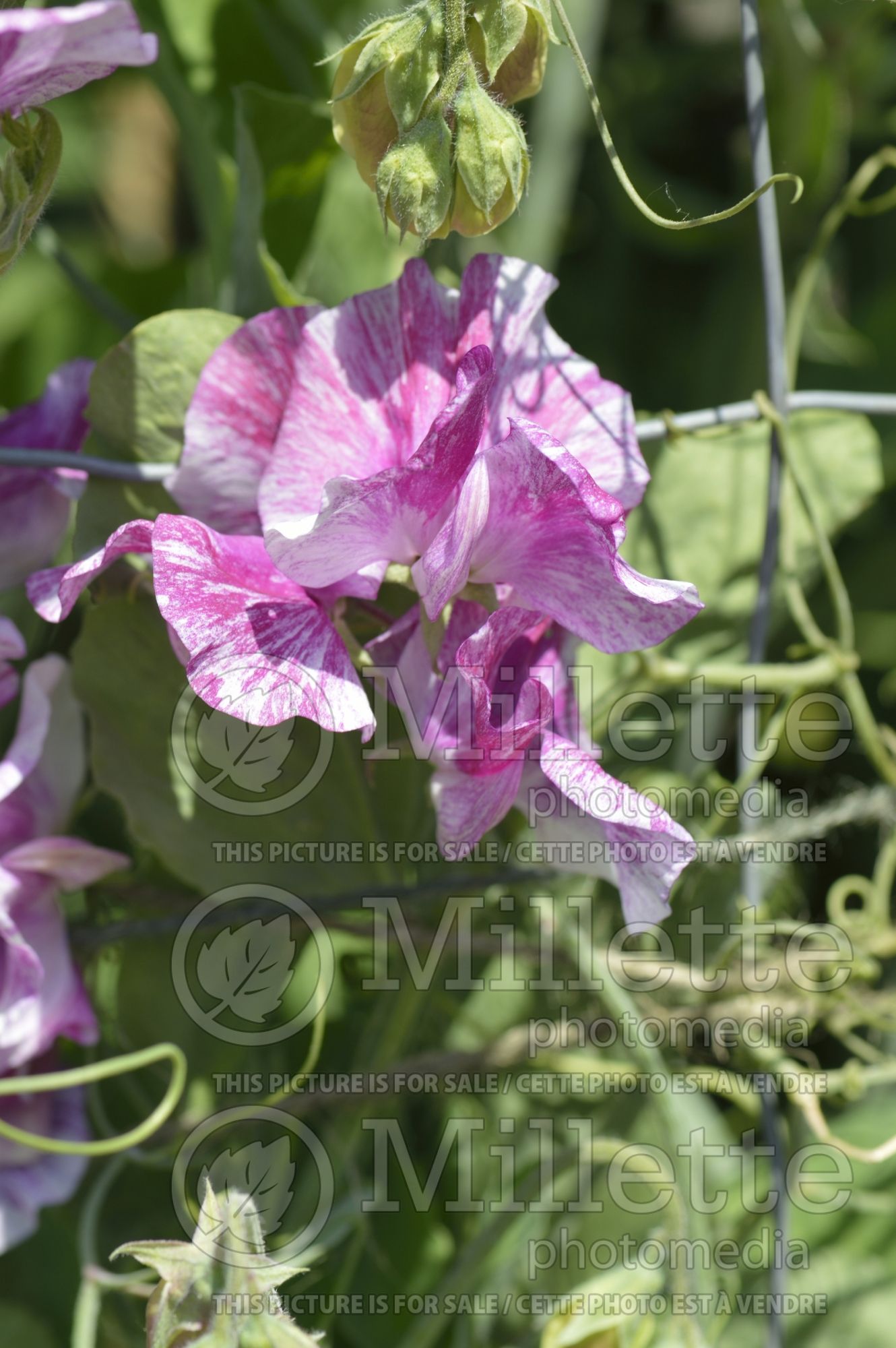 Lathyrus Pandemonium (Sweet Pea) 2
