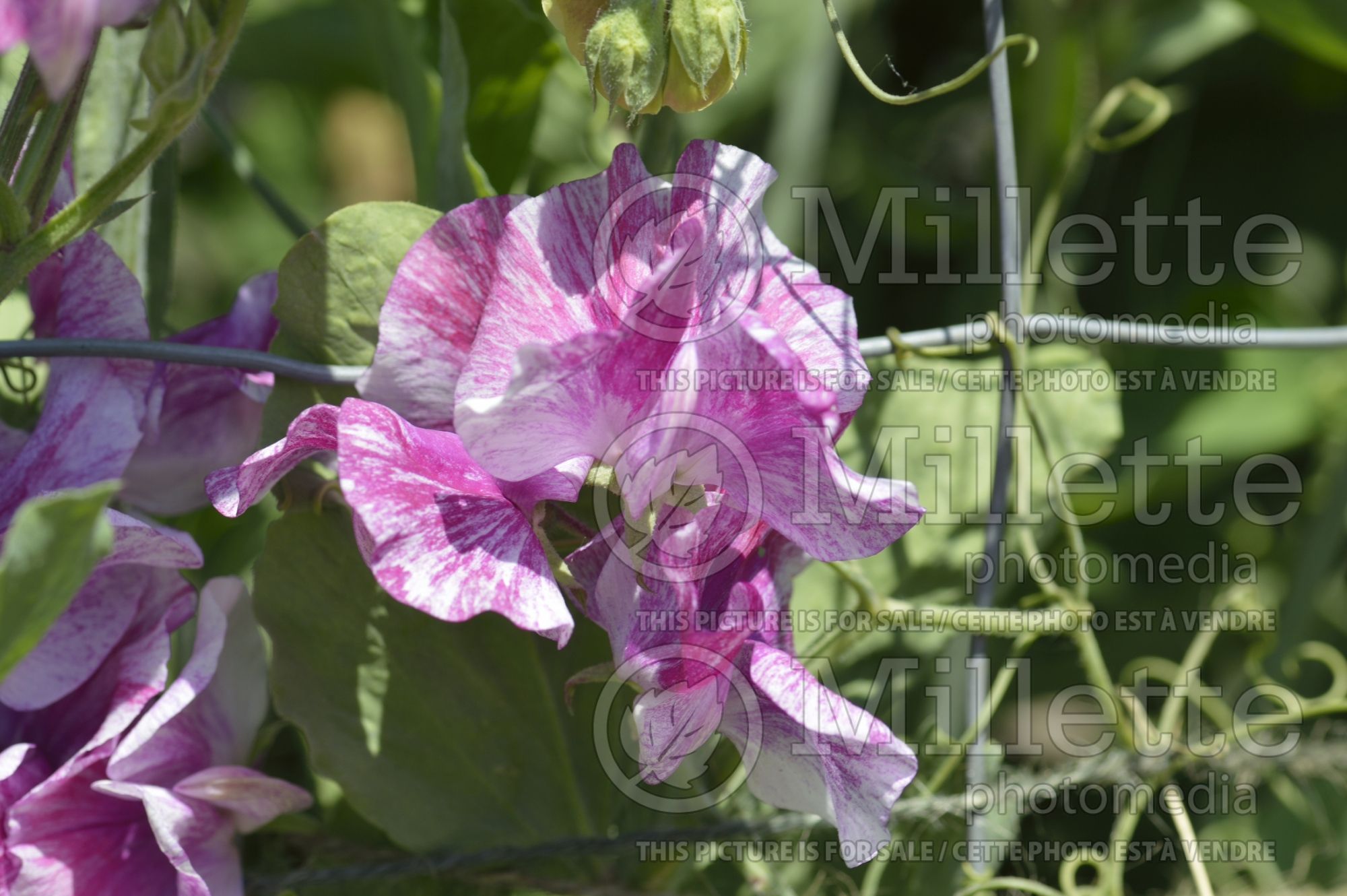 Lathyrus Pandemonium (Sweet Pea) 1